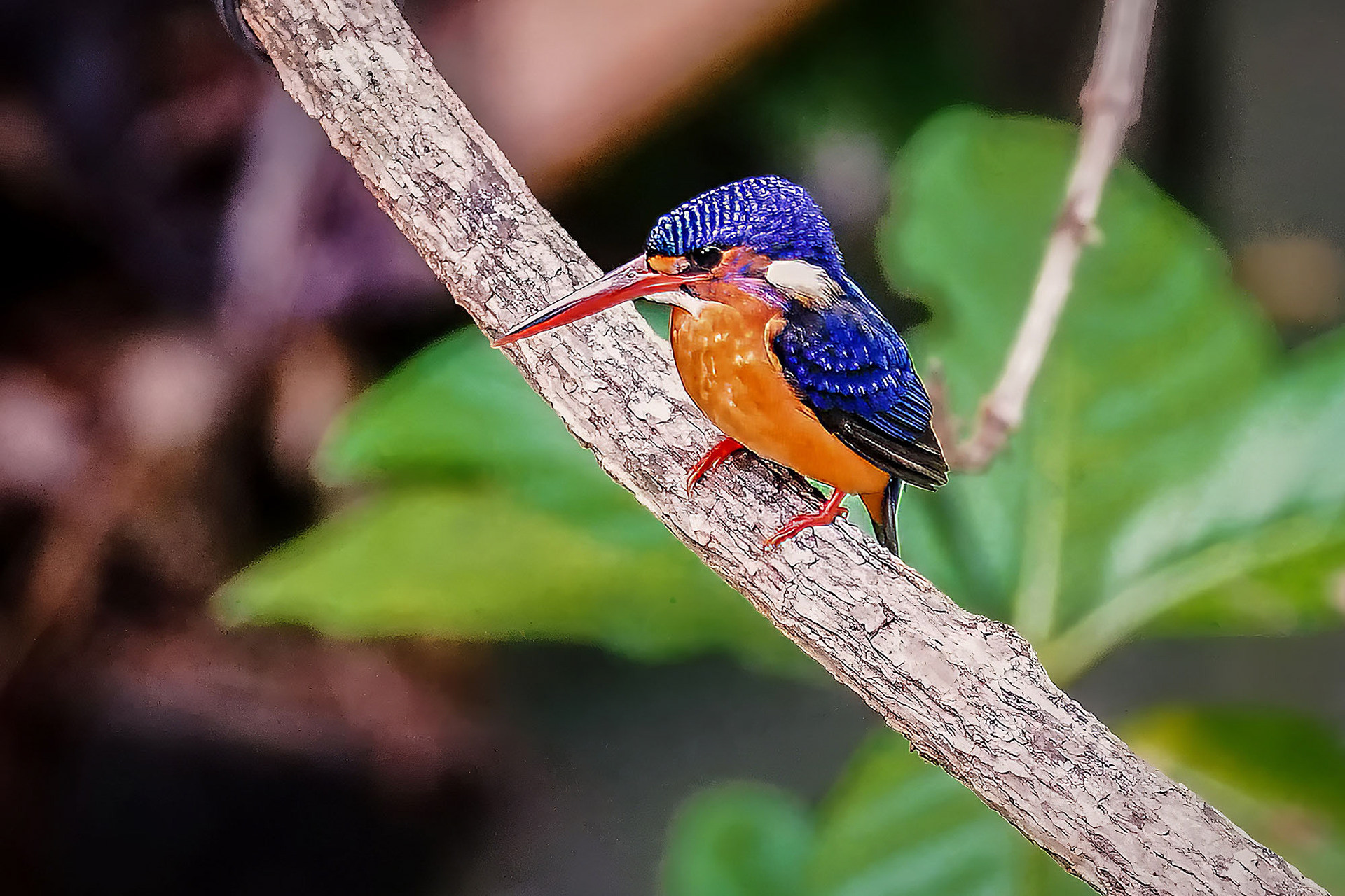 Menintingeisvogel