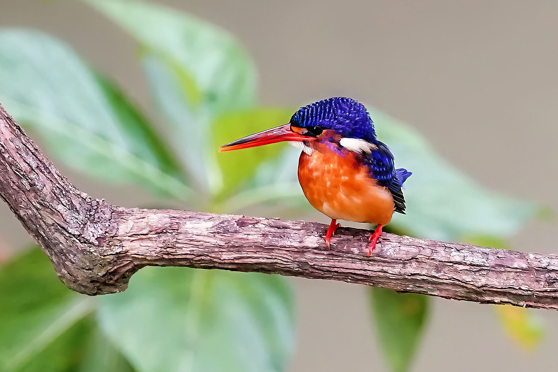 Menintingeisvogel