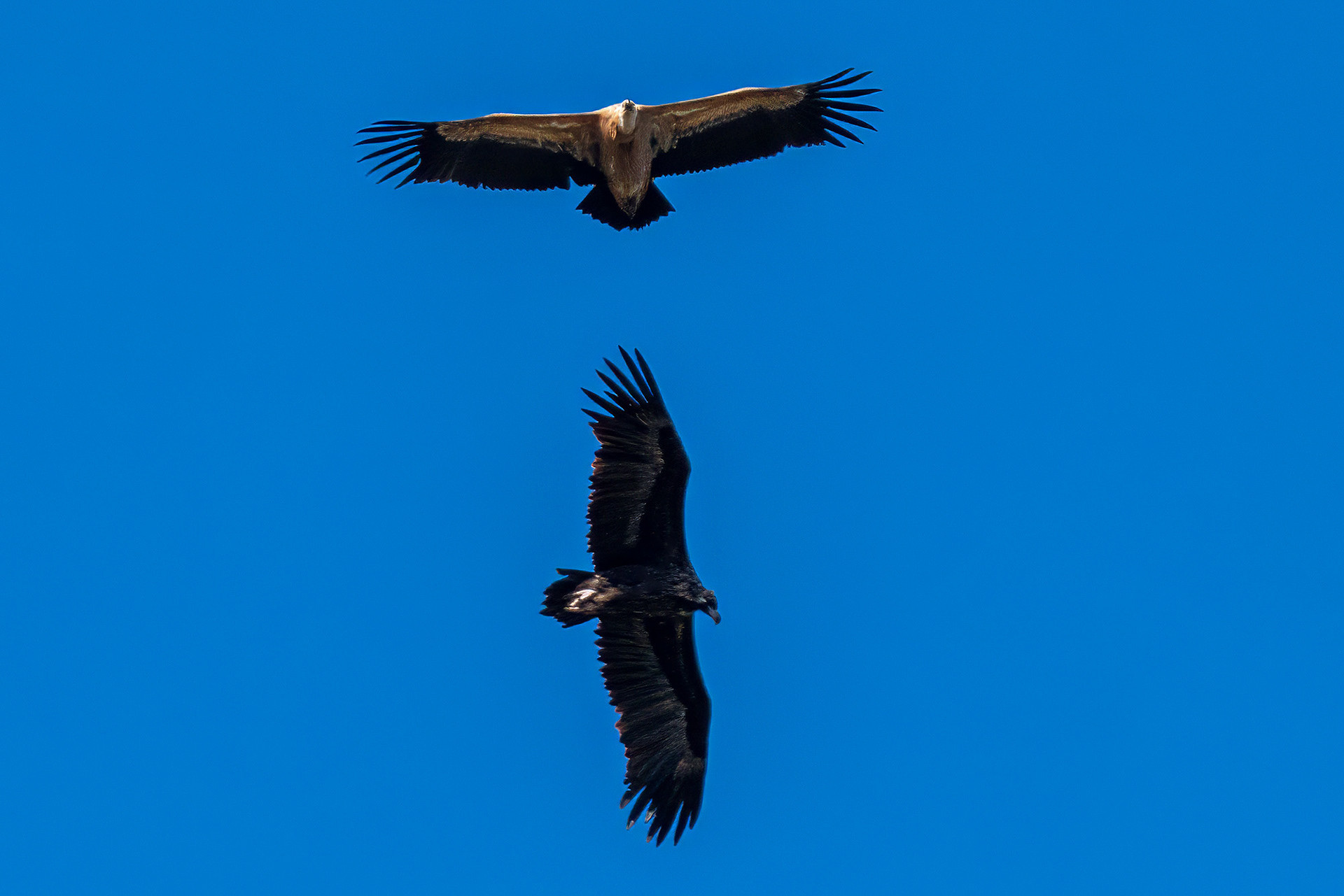 Mönchsgeier mit Gänsegeier