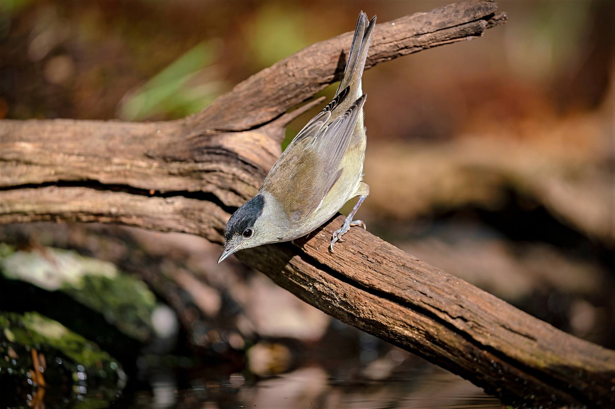 male