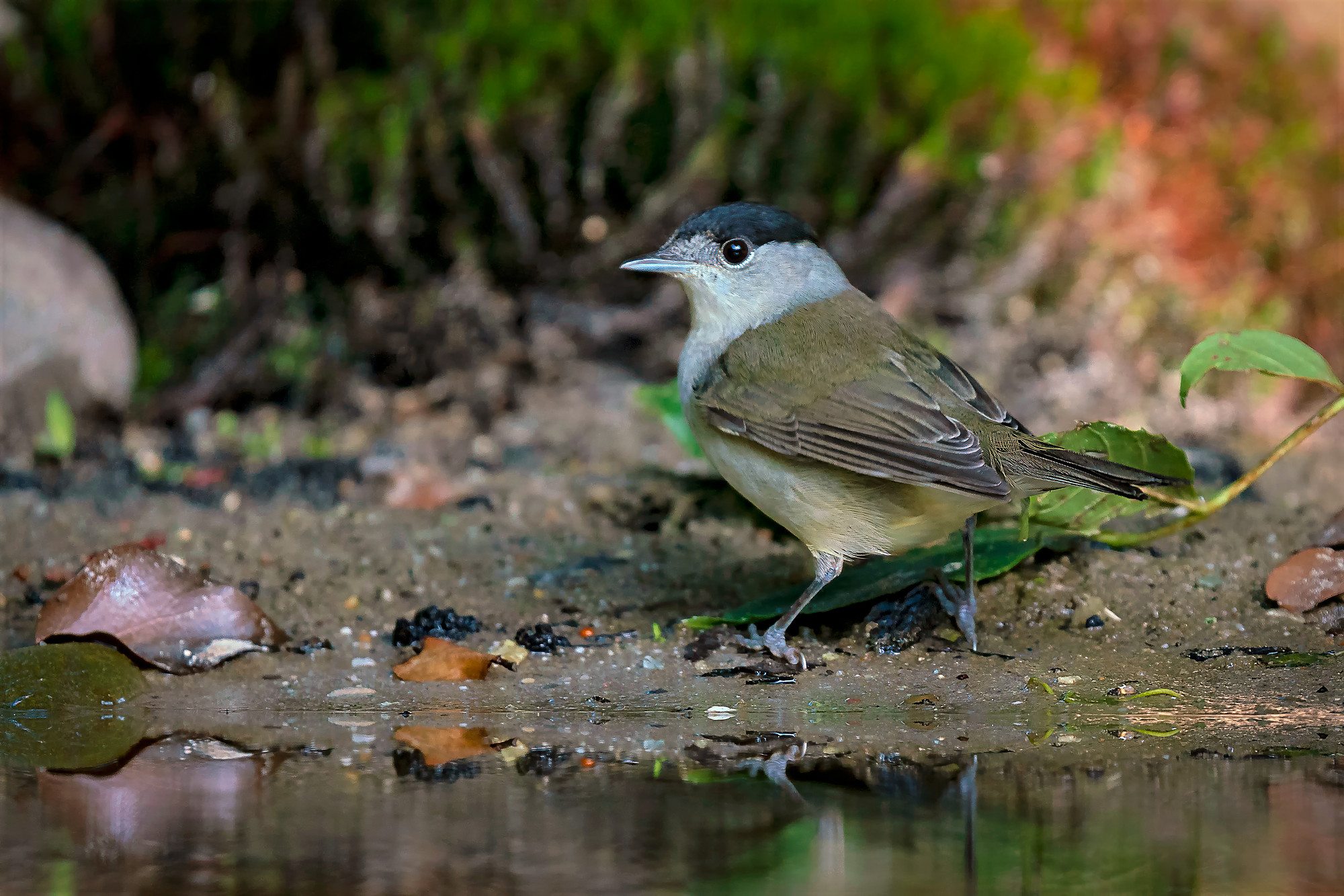male