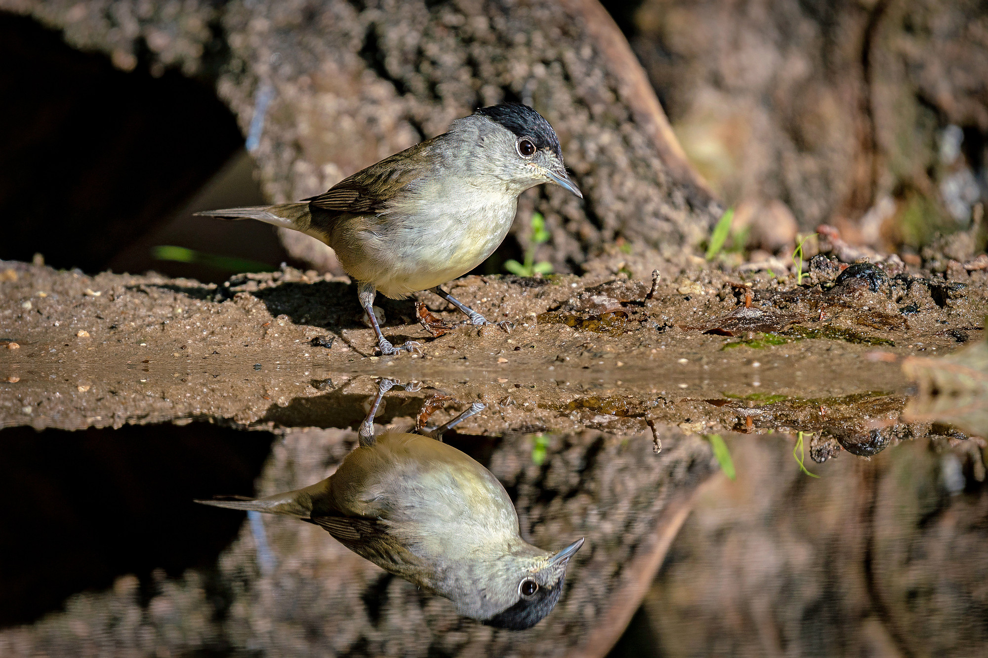 male