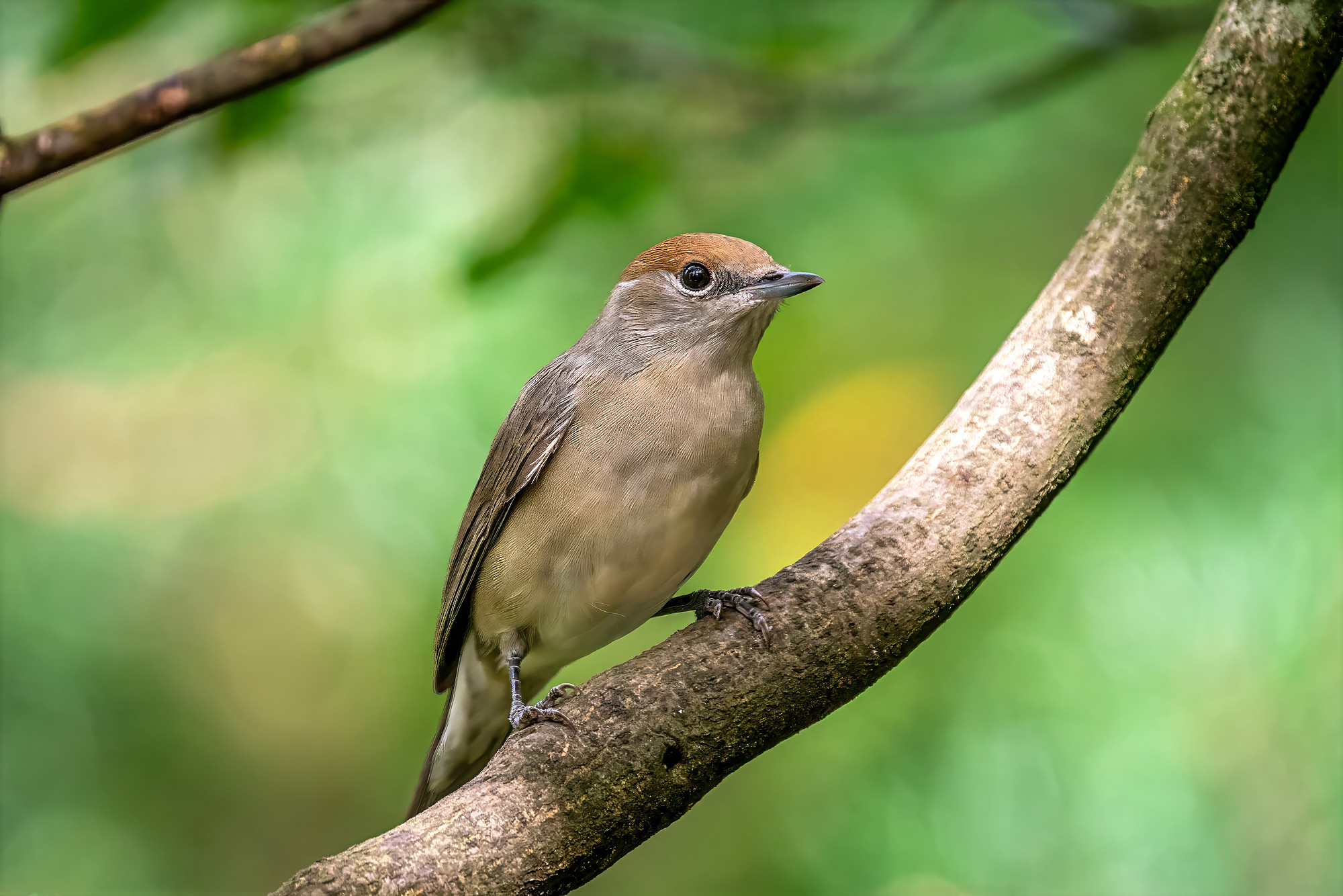 female
