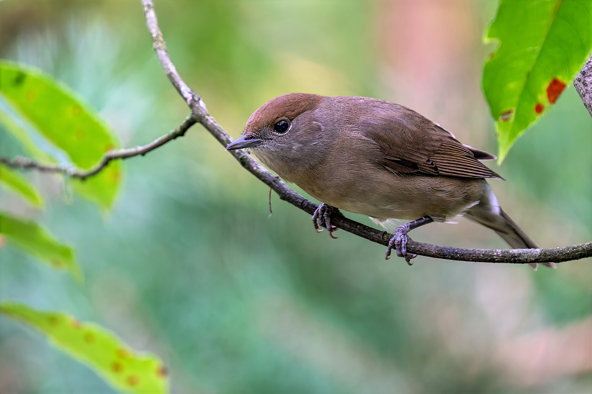 female