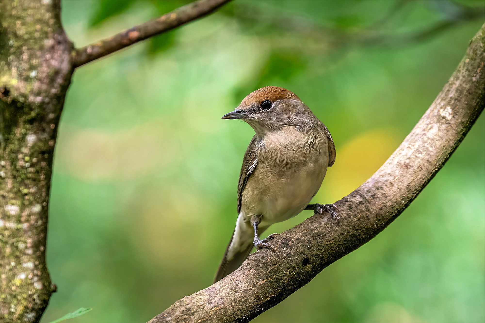 female