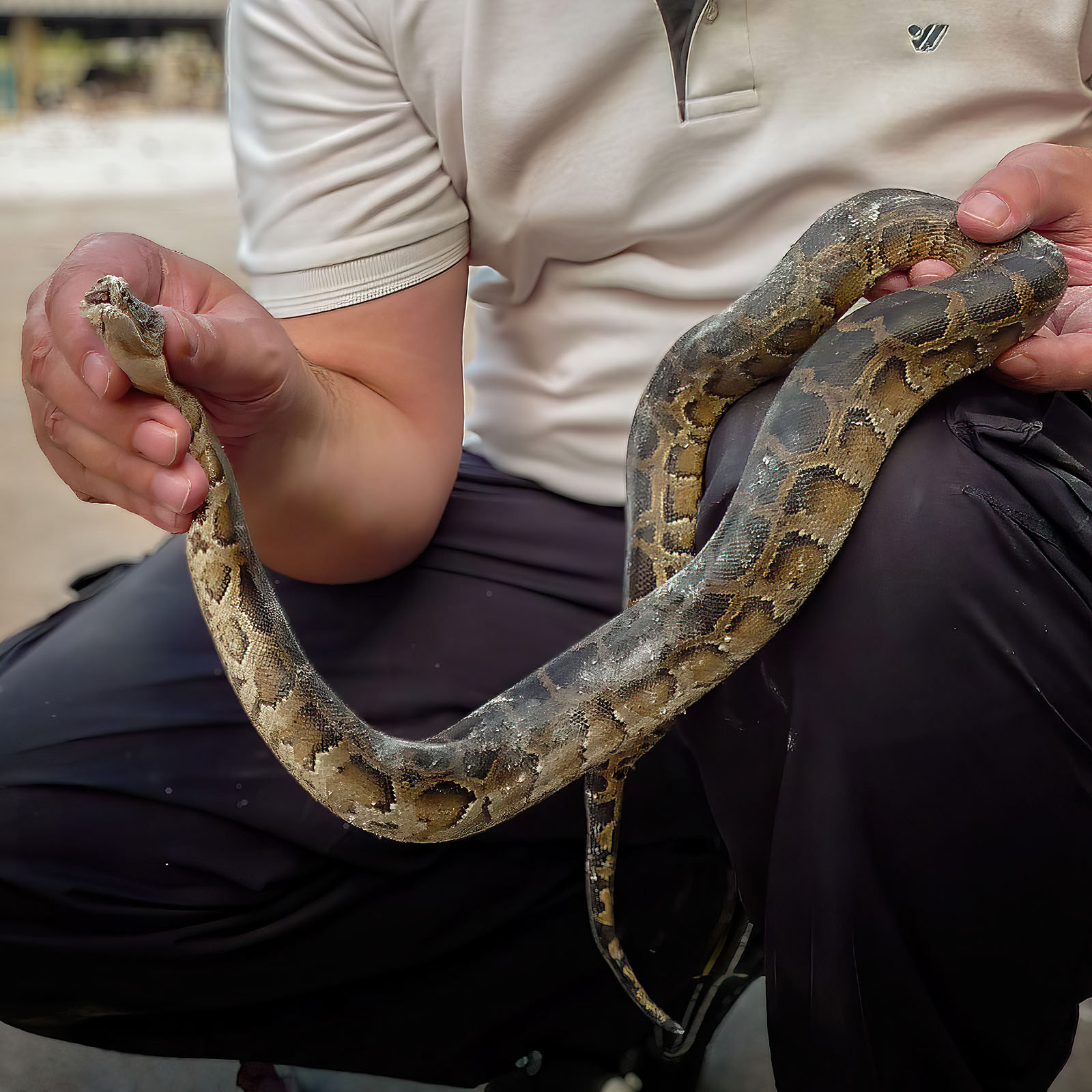 Junger Tigerpython