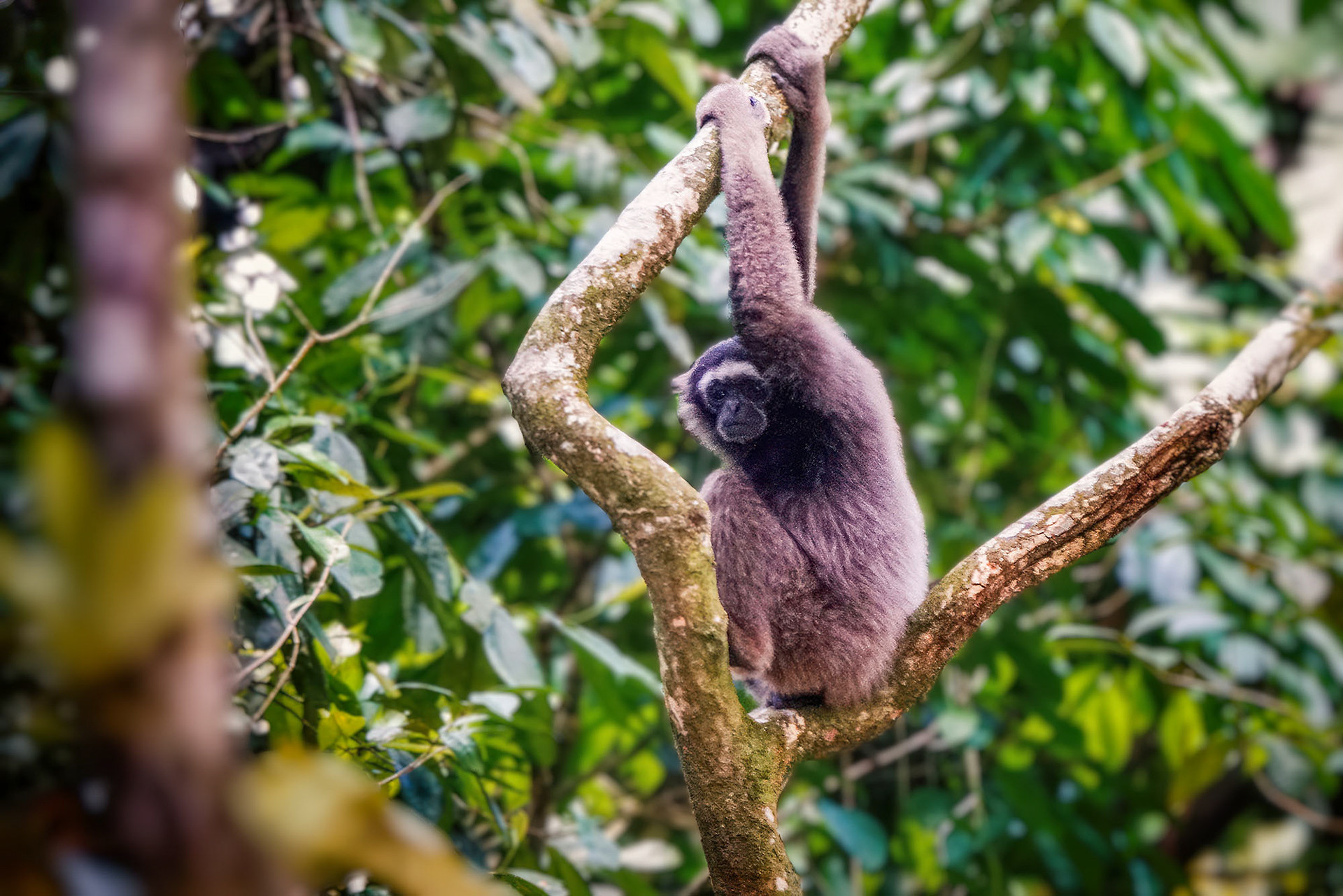 Müller-Gibbon