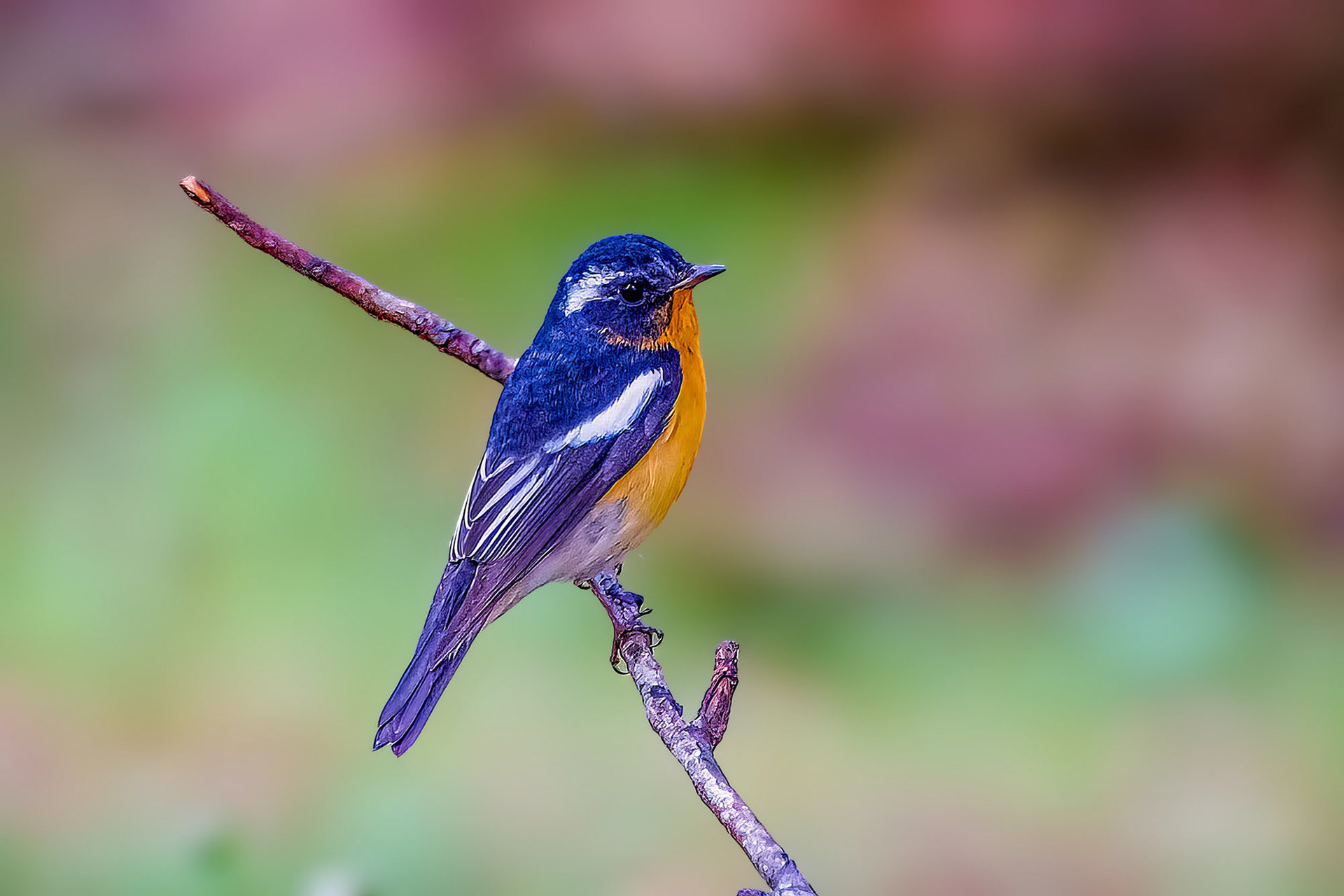 male