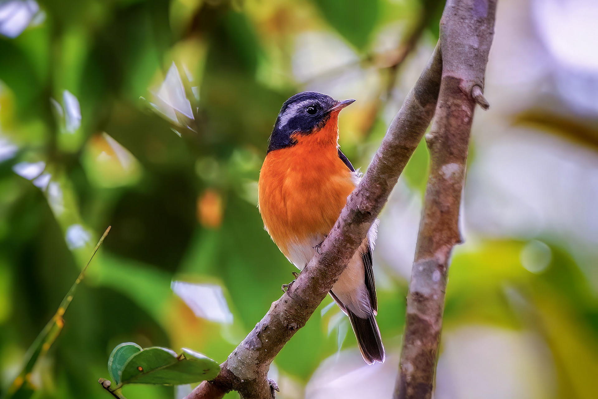 male