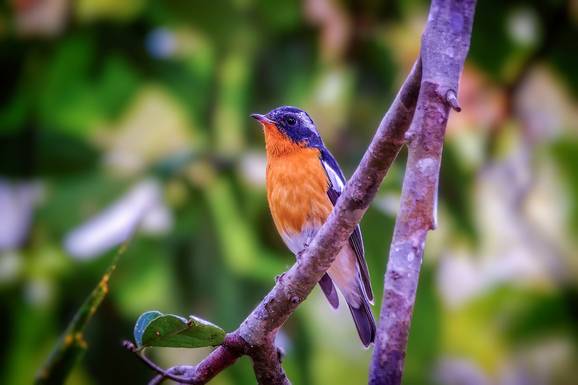 male
