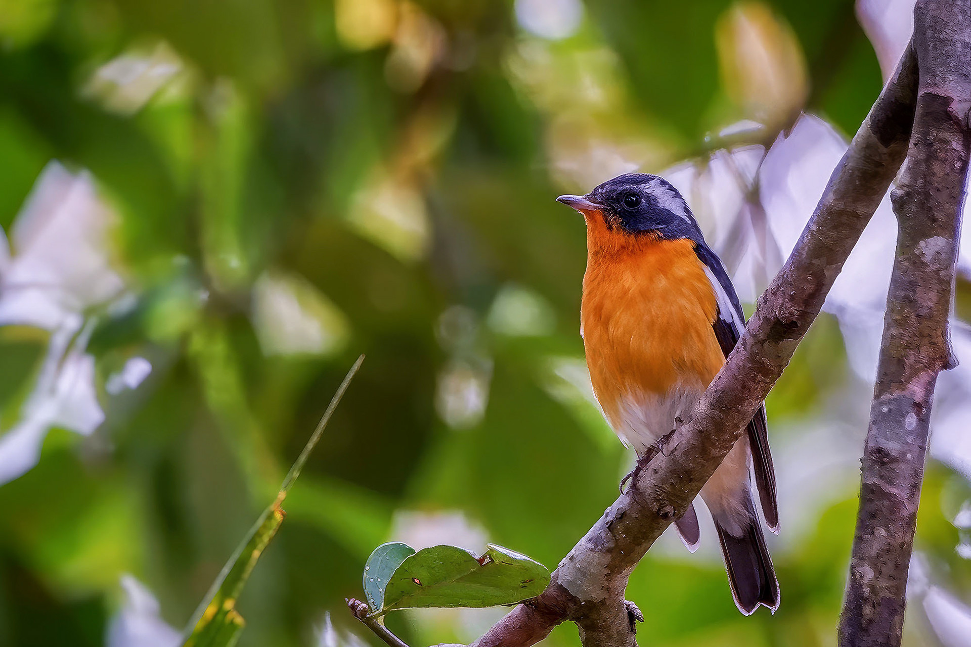 male