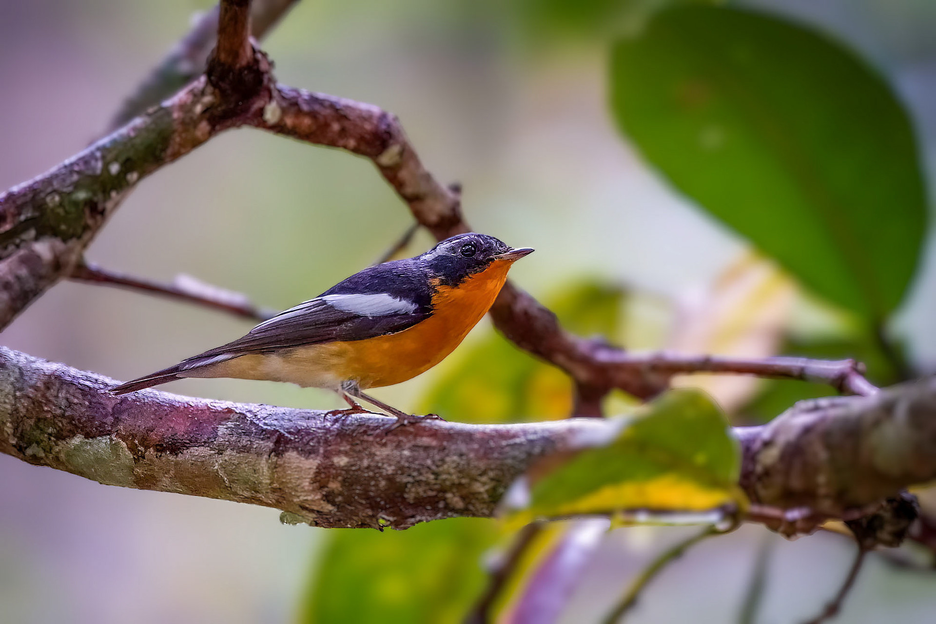 male