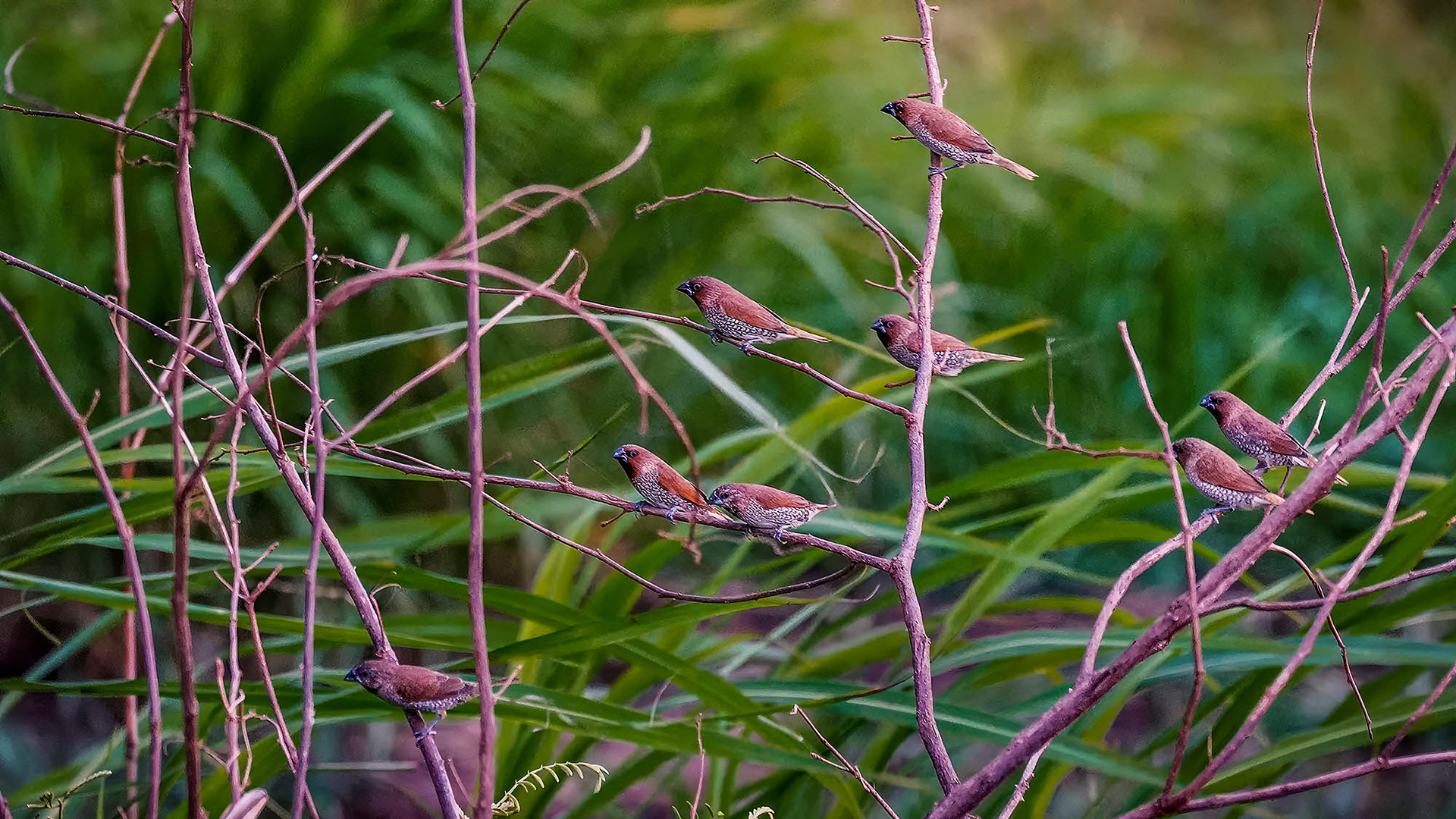 Muskatbronzemännchen