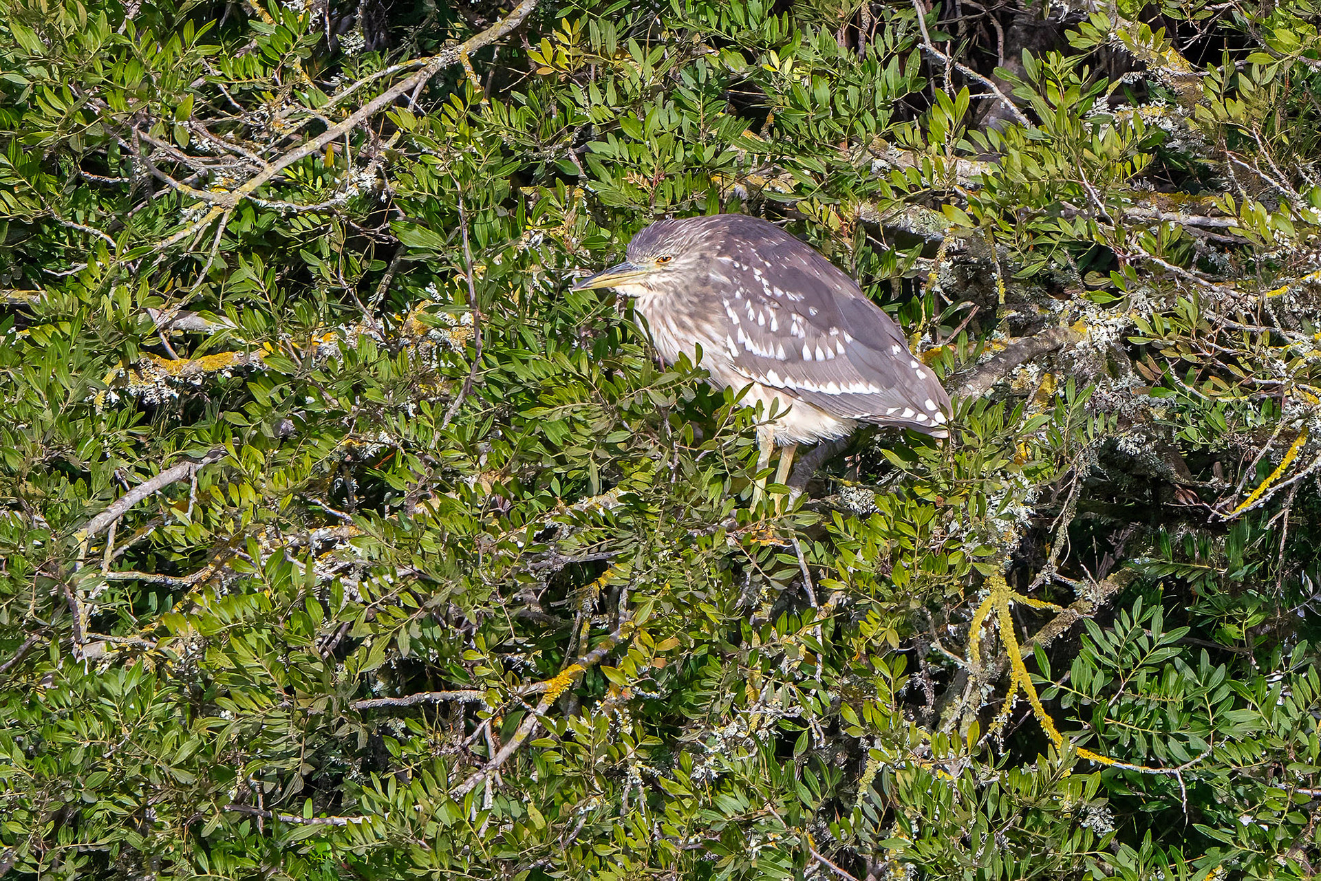 juvenile