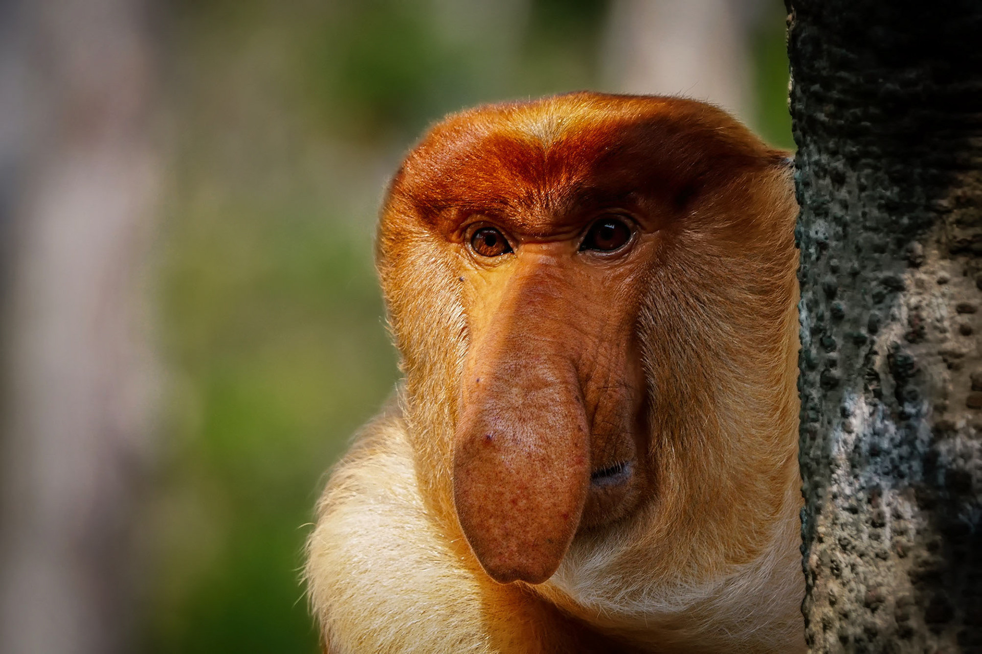 Nasenaffe