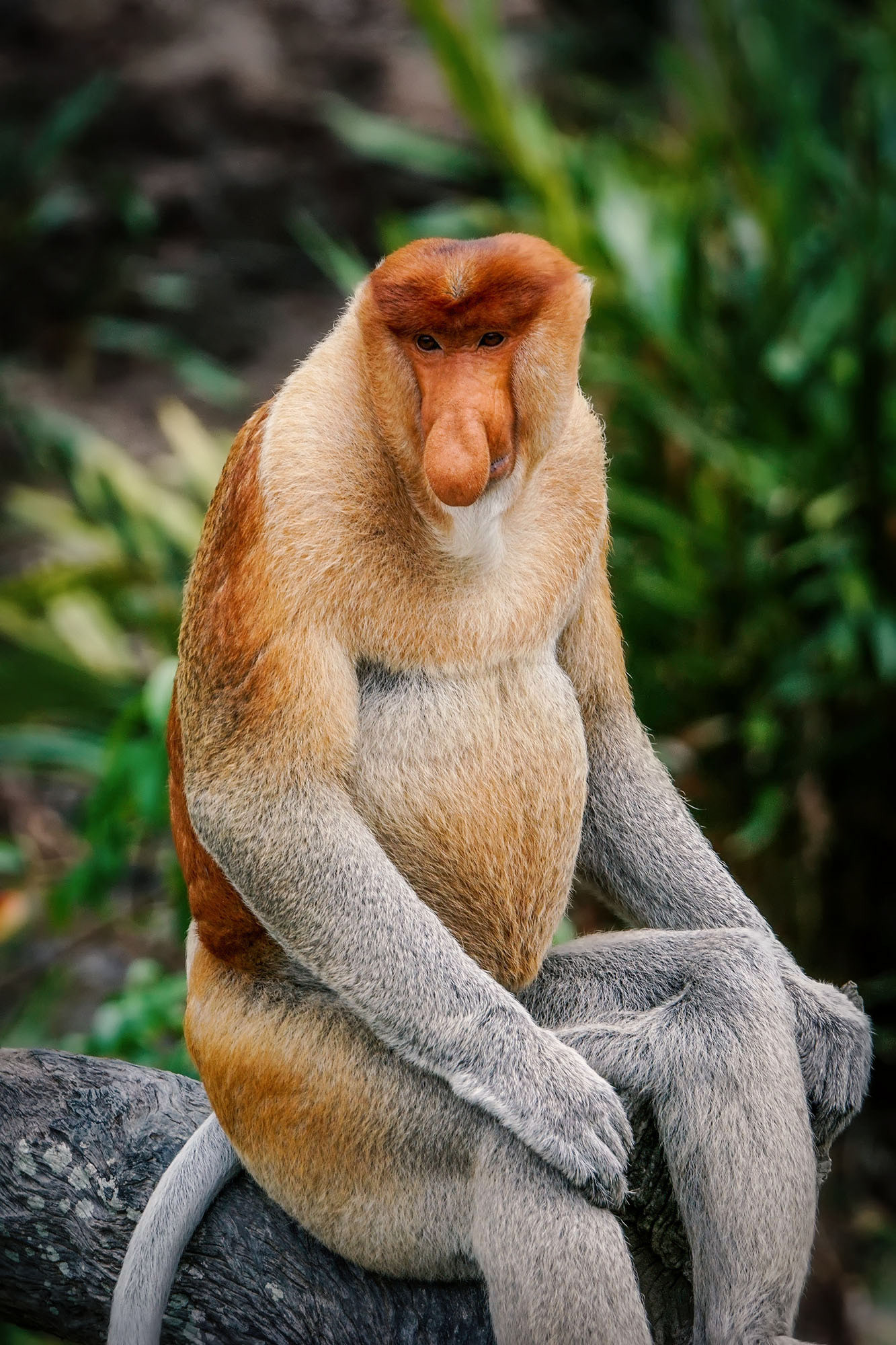 Nasenaffe