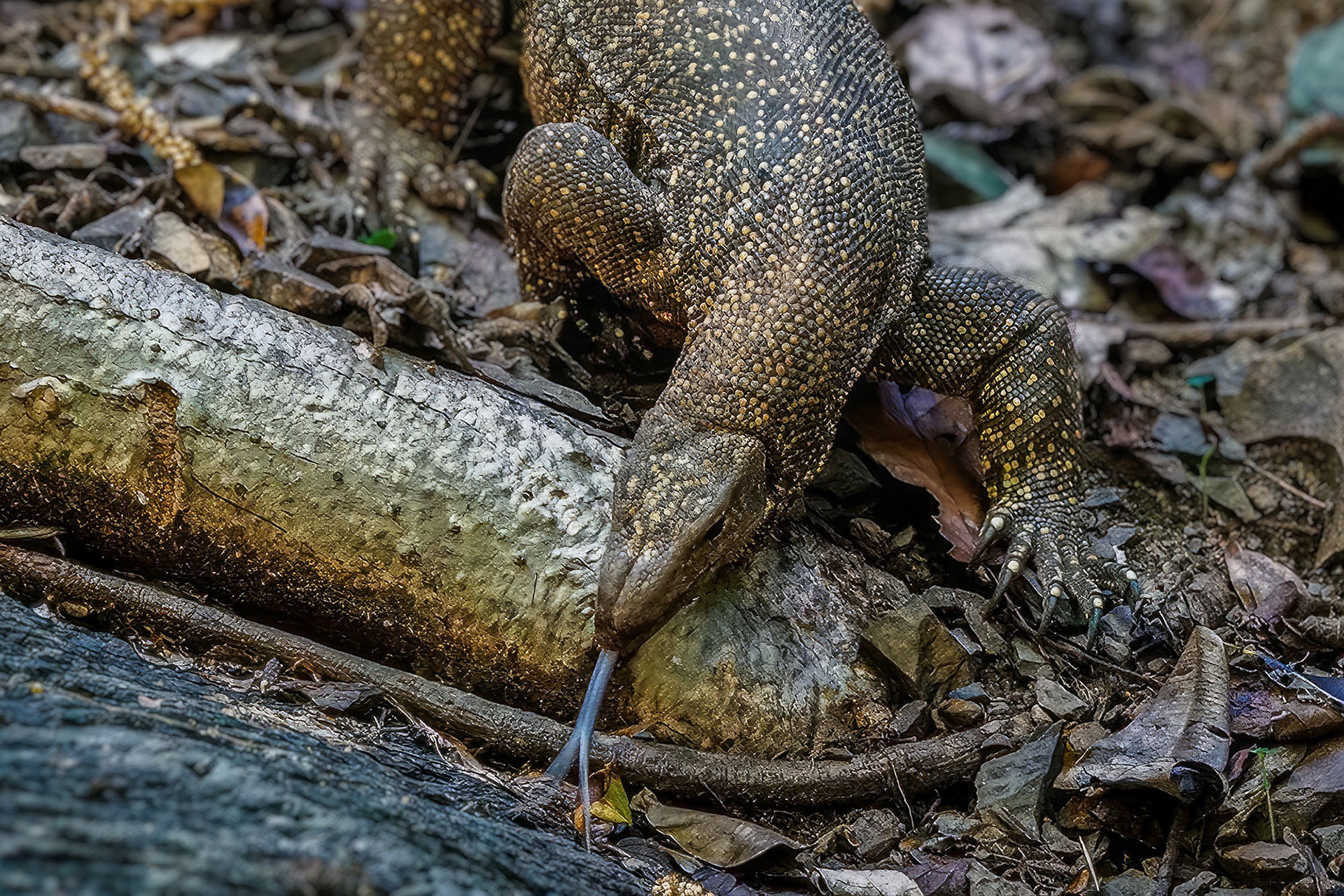 Nebelwaran