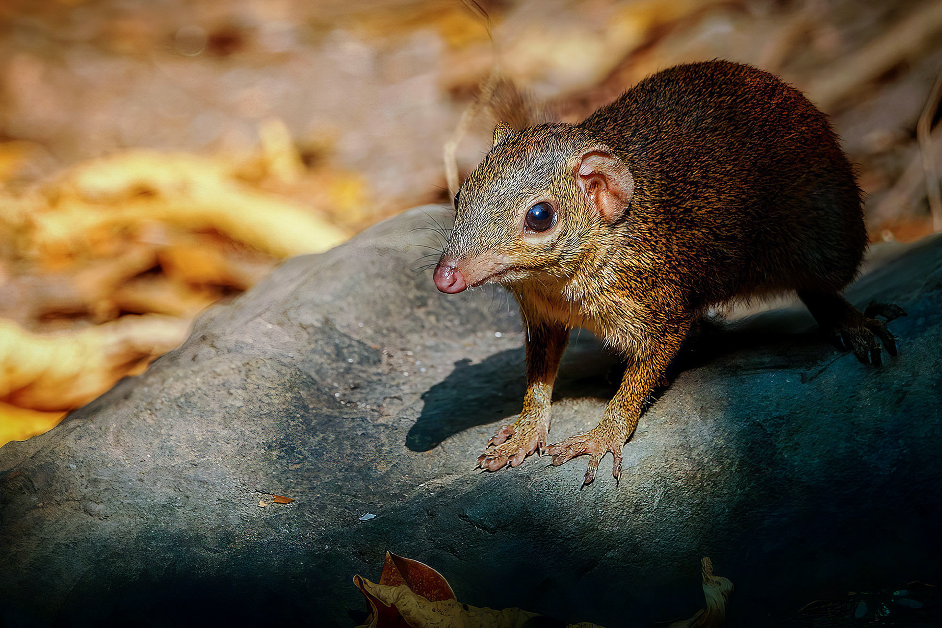 Nördliches Spitzhörnchen