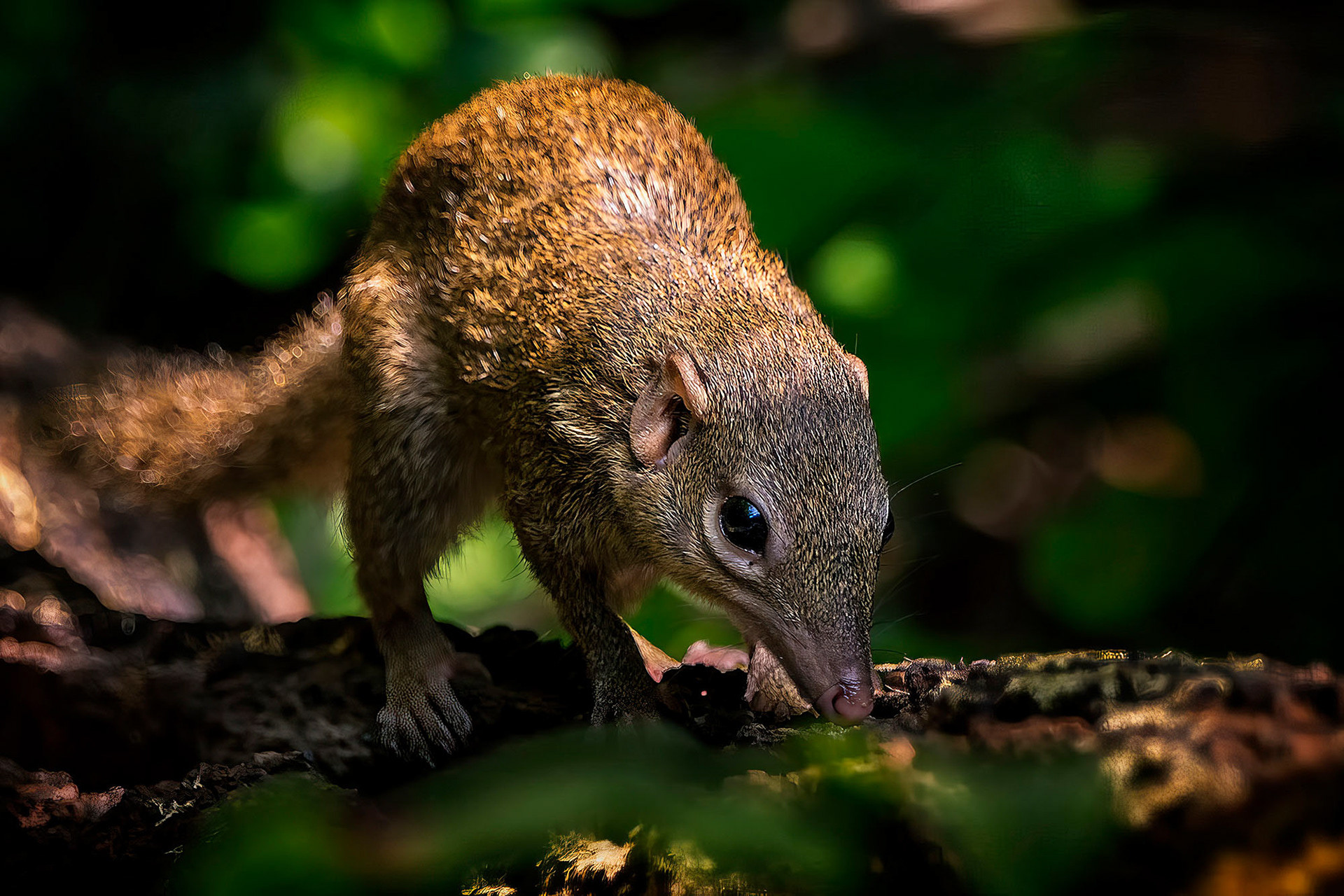 Nördliches Spitzhörnchen