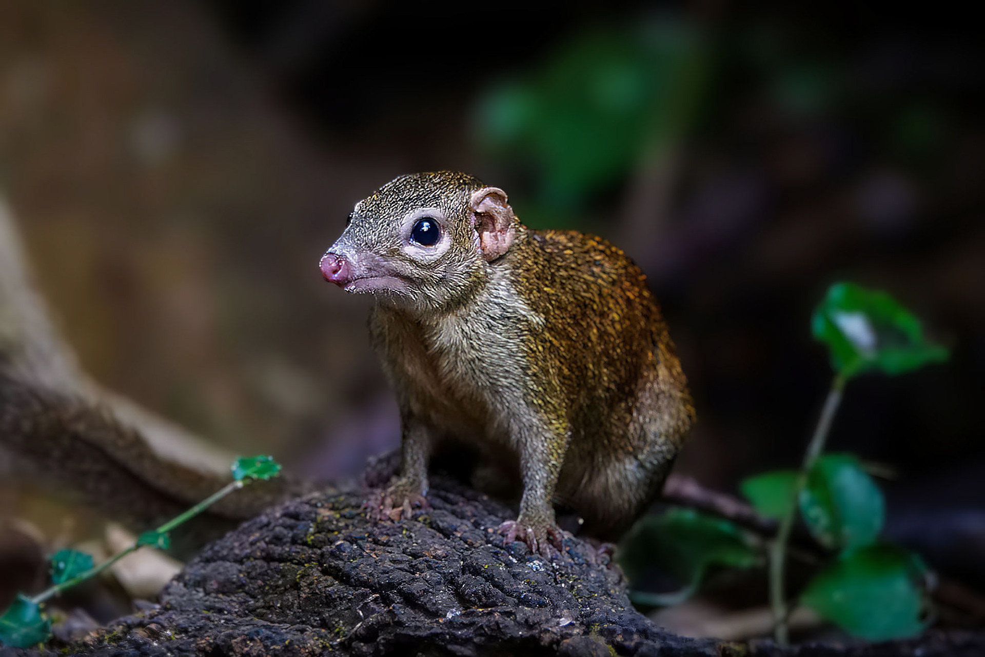 Nördliches Spitzhörnchen