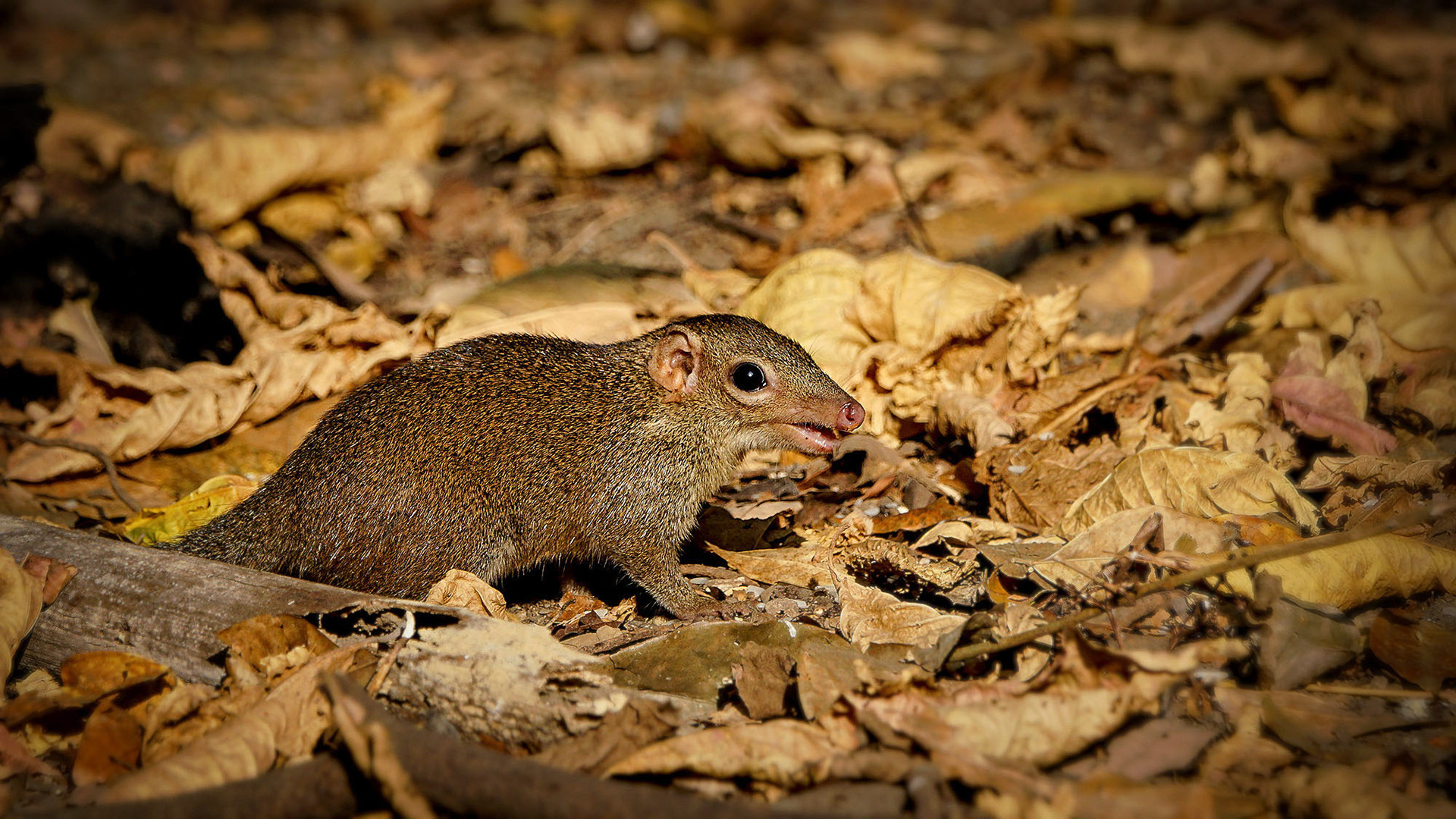 Nördliches Spitzhörnchen