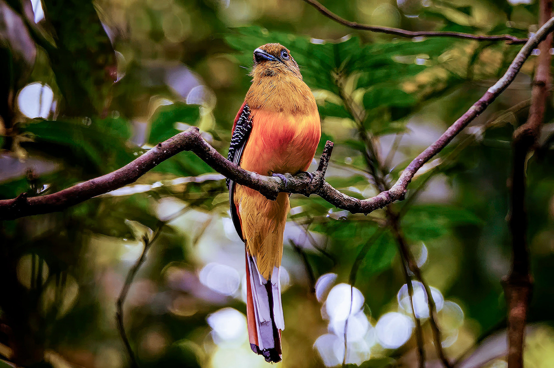 Orangebrust-Trogon