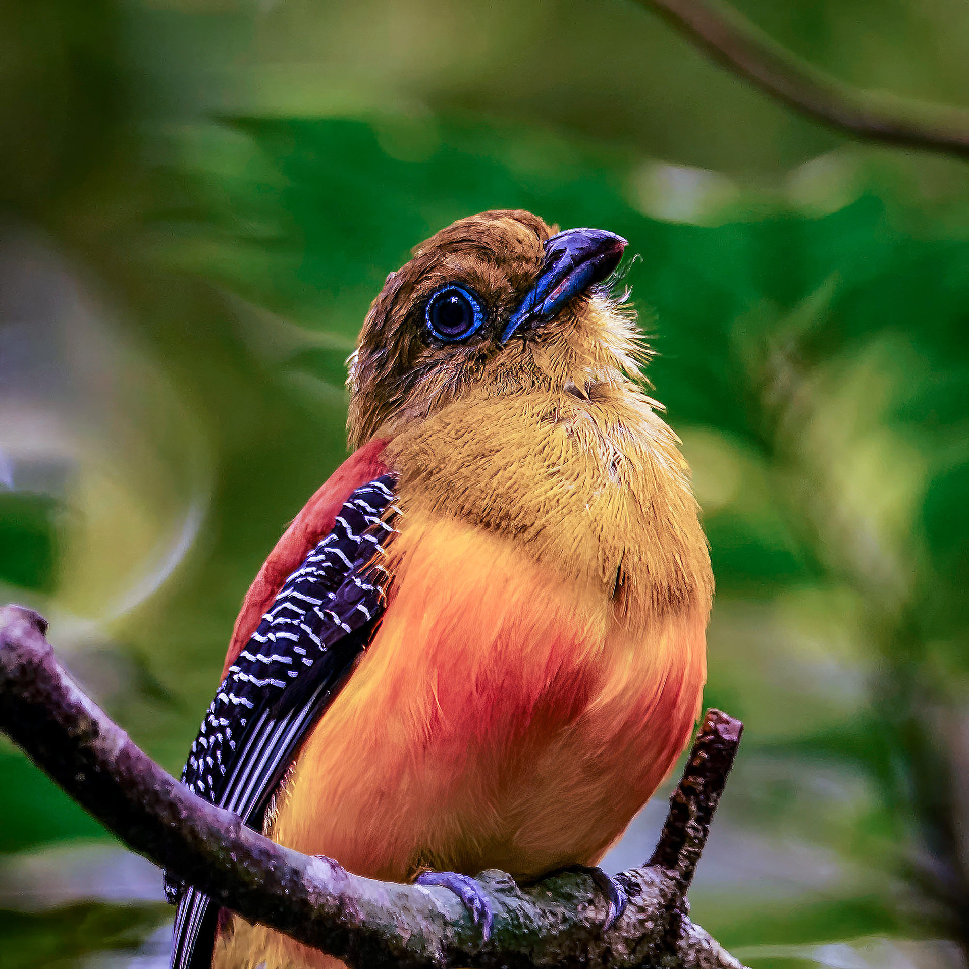 Orangebrust-Trogon