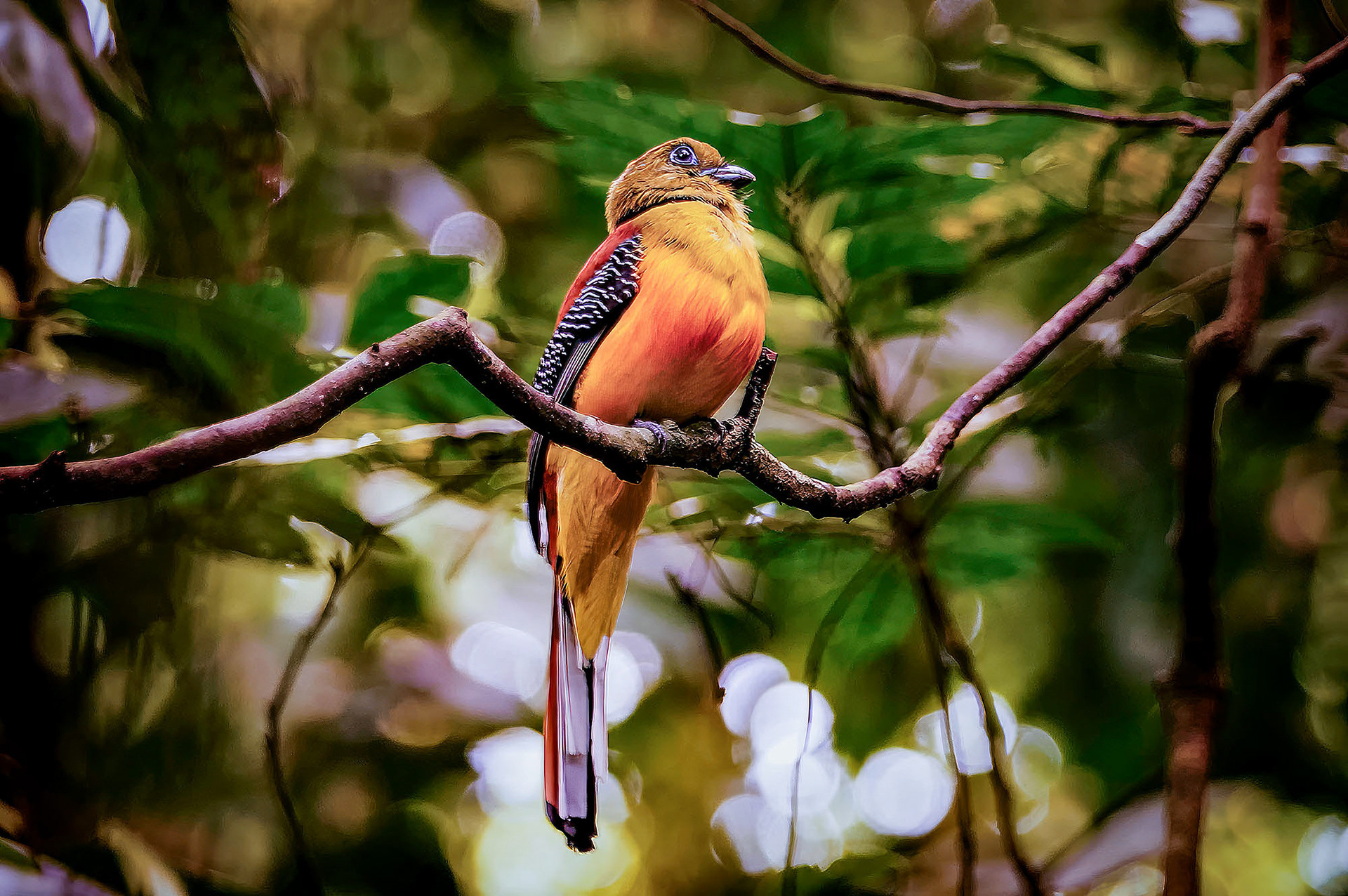 Orangebrust-Trogon