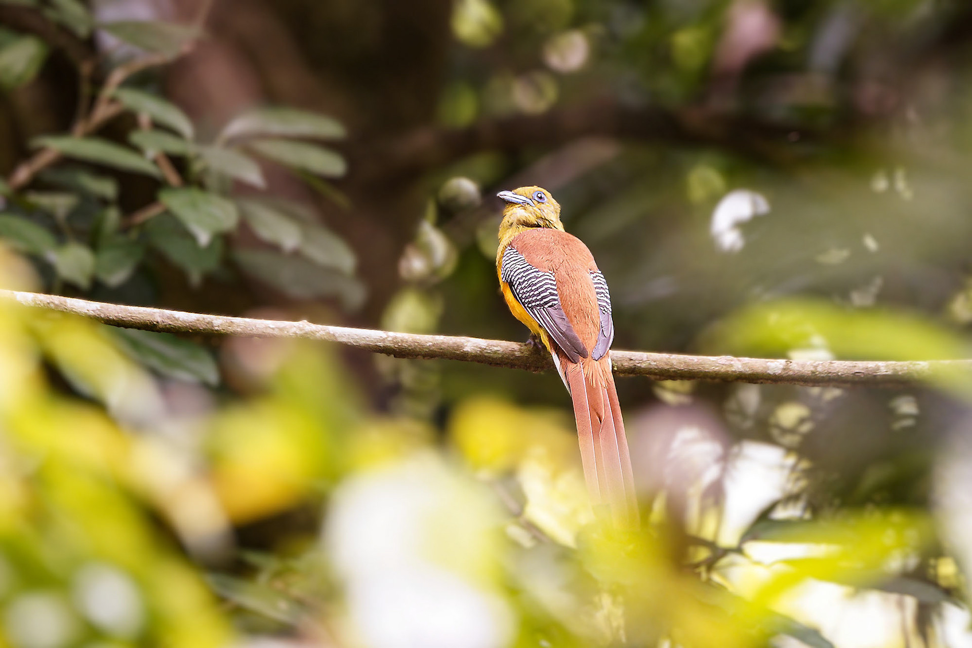 Orangebrust-Trogon