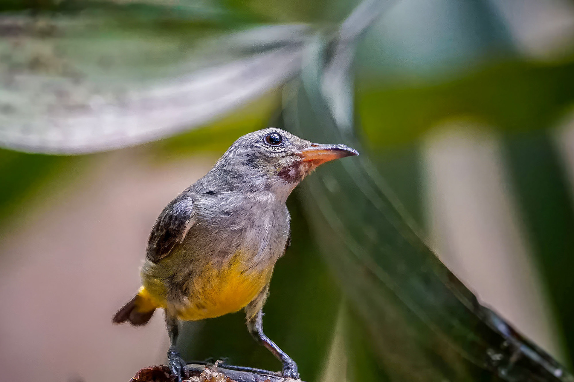 female