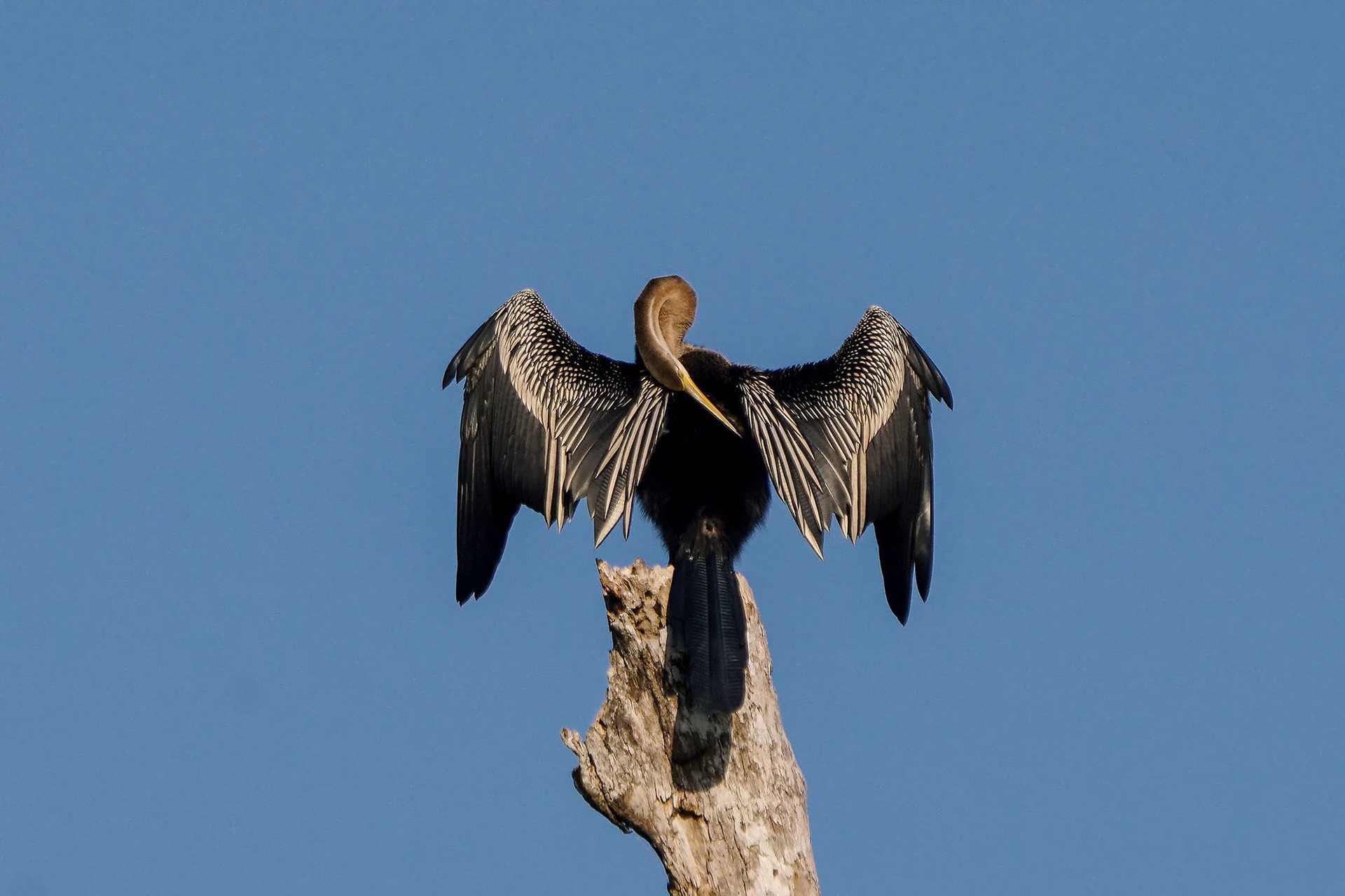 Orient-Schlangenhalsvogel