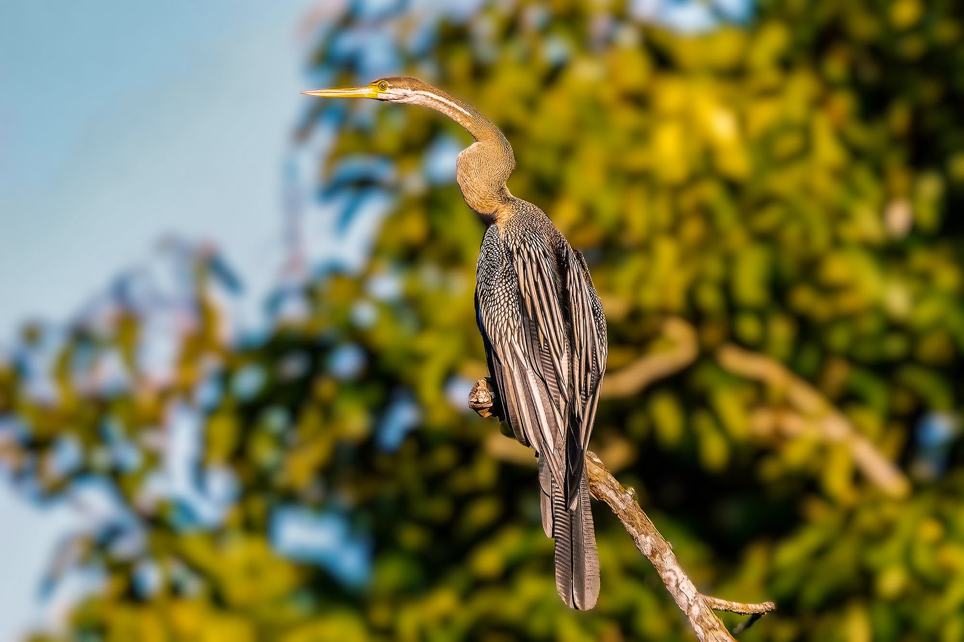 Orient-Schlangenhalsvogel
