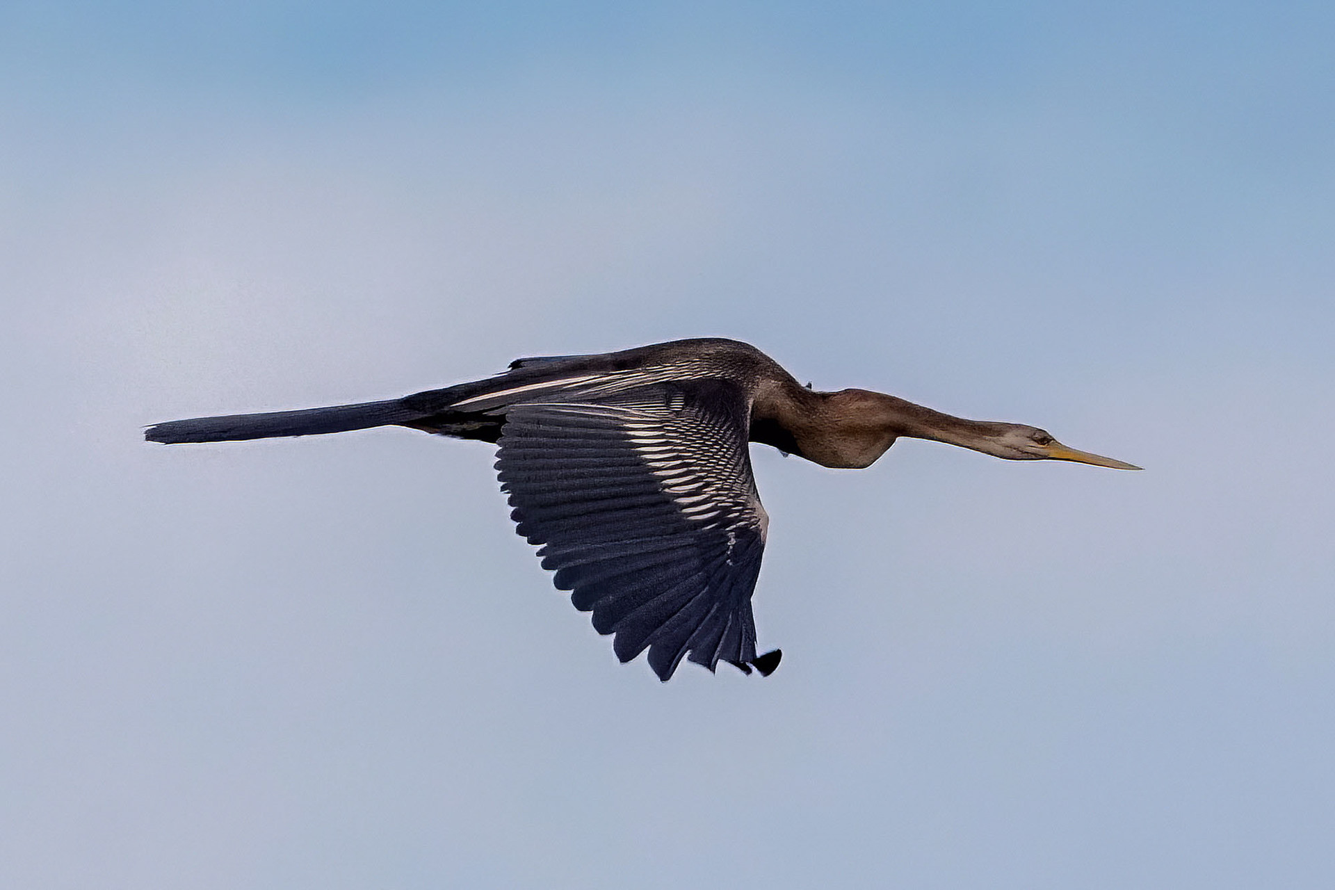 Orient-Schlangenhalsvogel