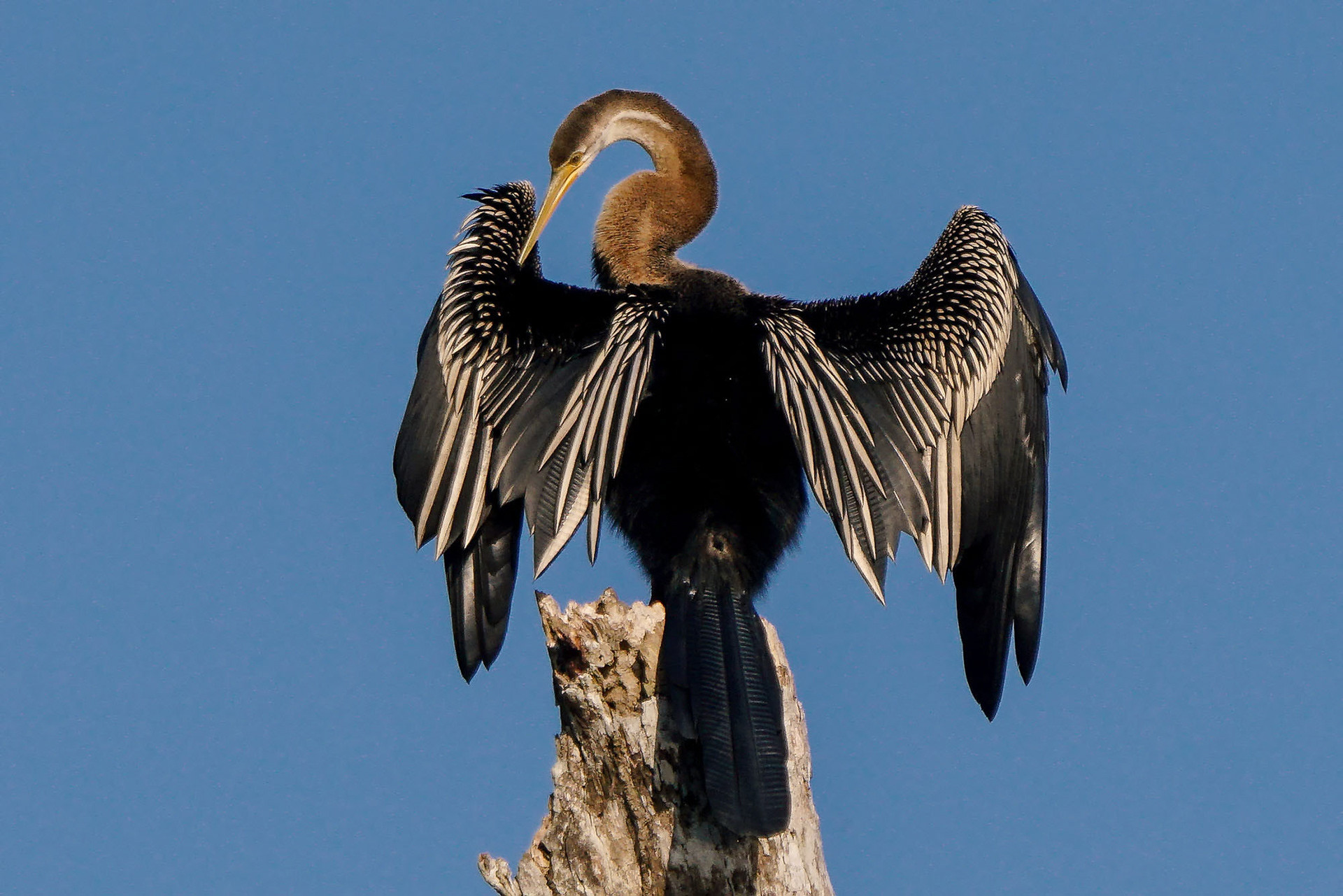 Orient-Schlangenhalsvogel