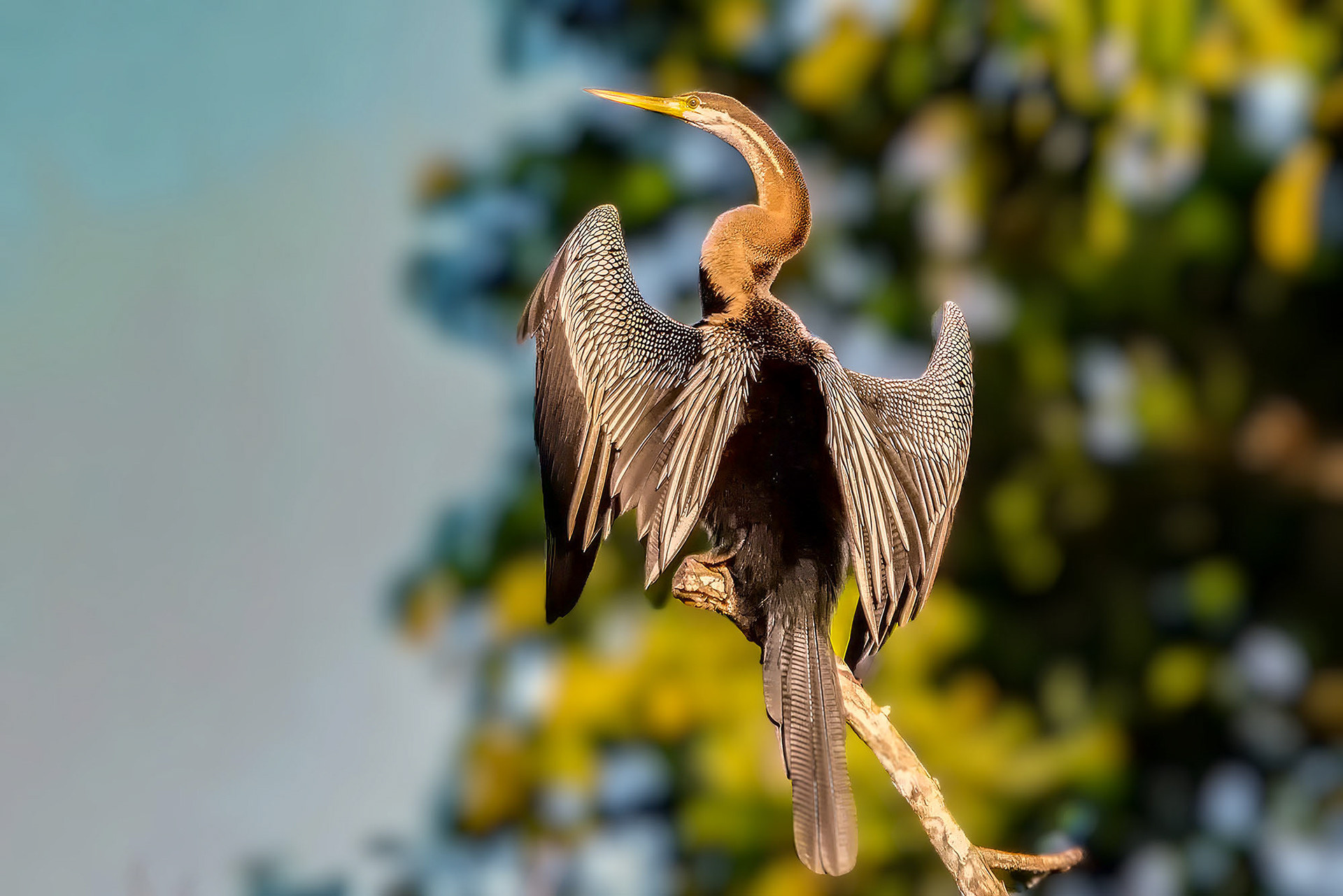 Orient-Schlangenhalsvogel