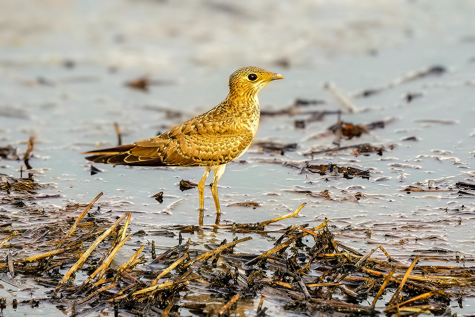 juvenile
