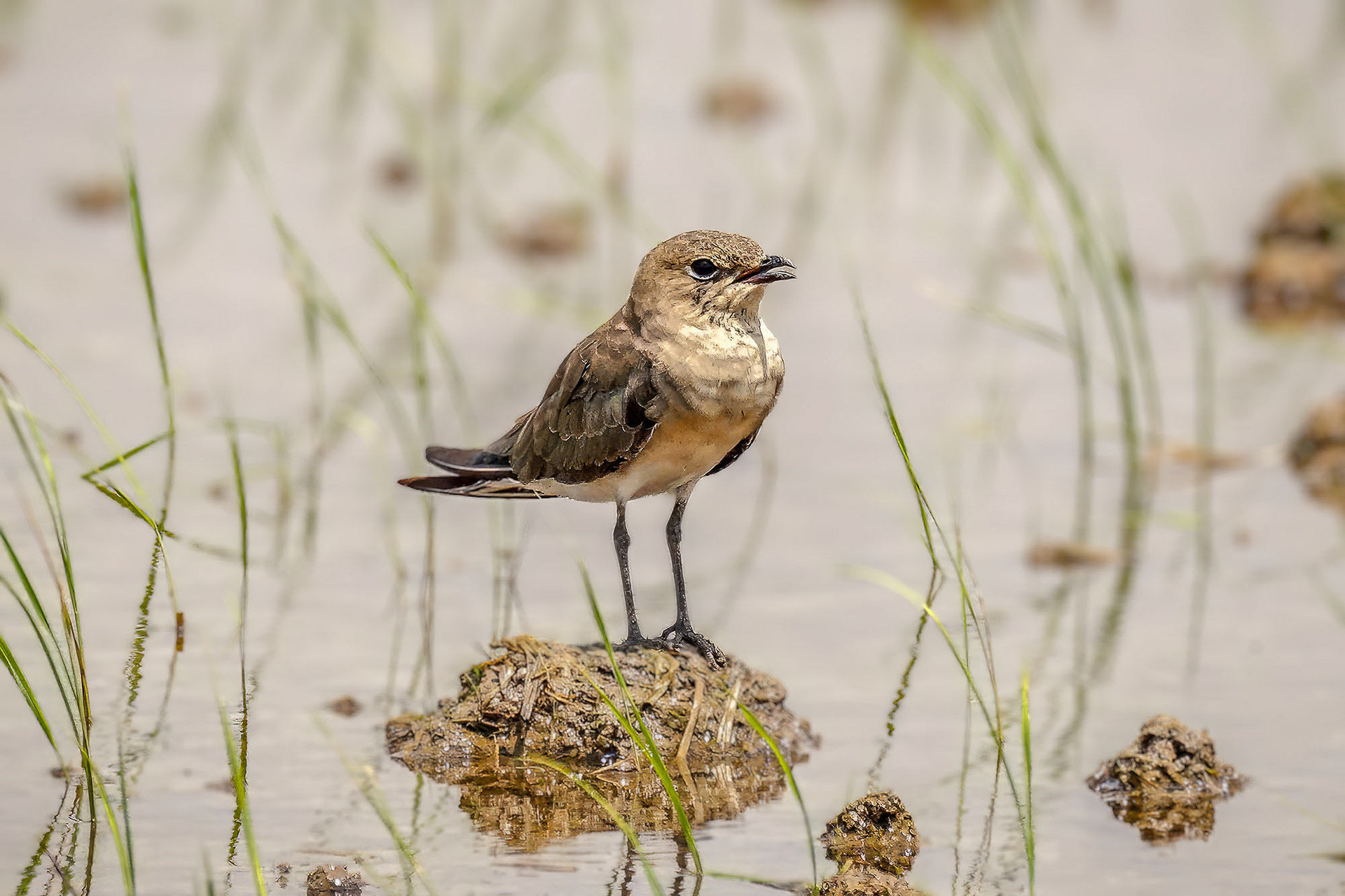 juvenile