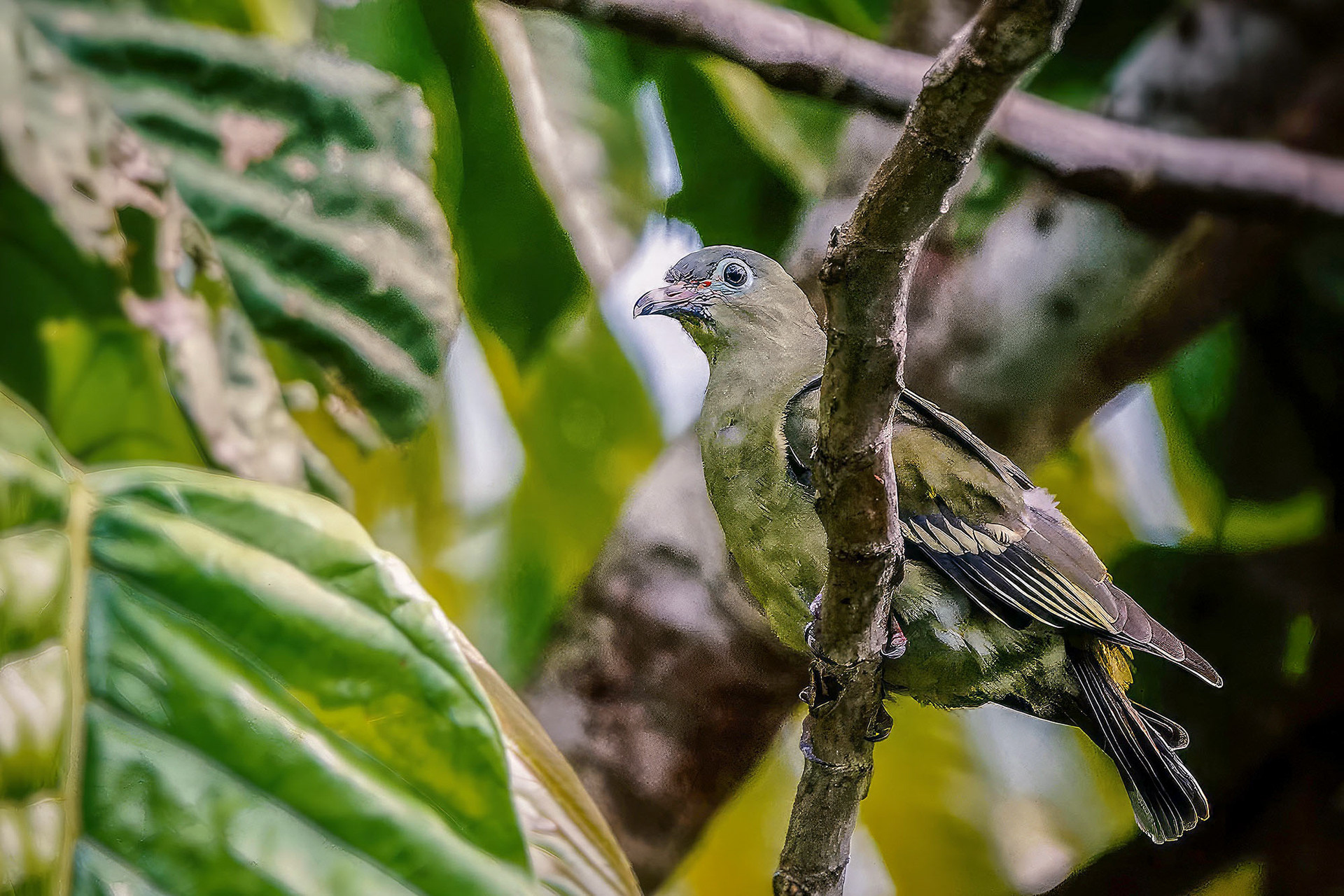 female