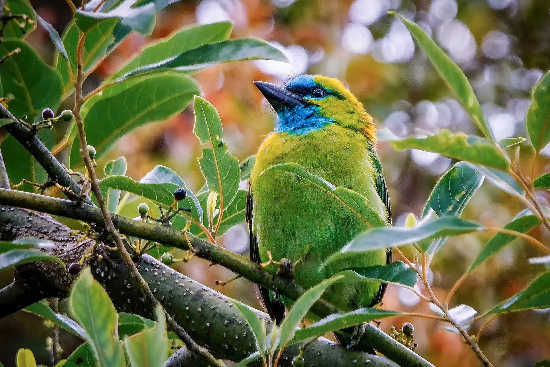 Prachtbartvogel