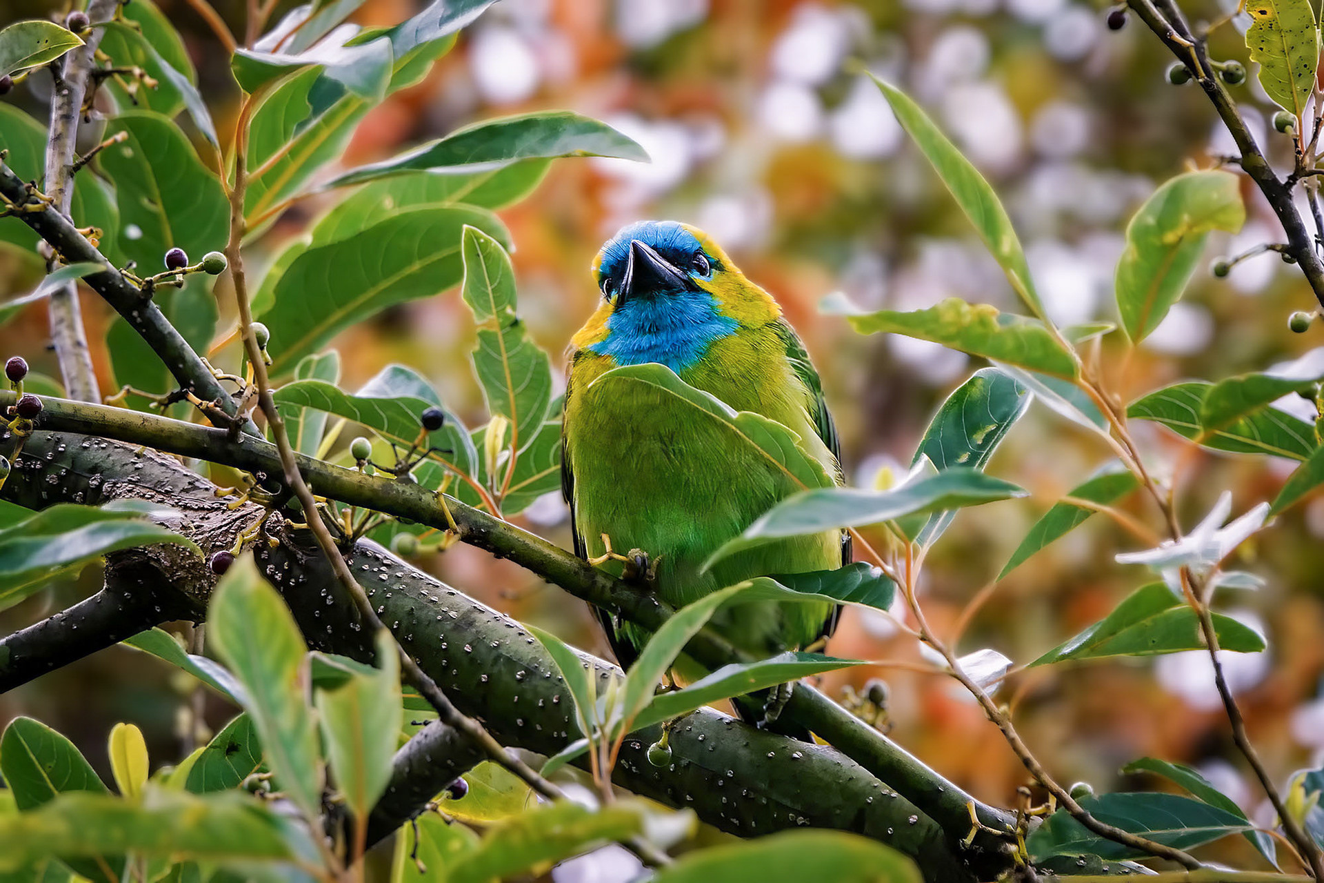 Prachtbartvogel