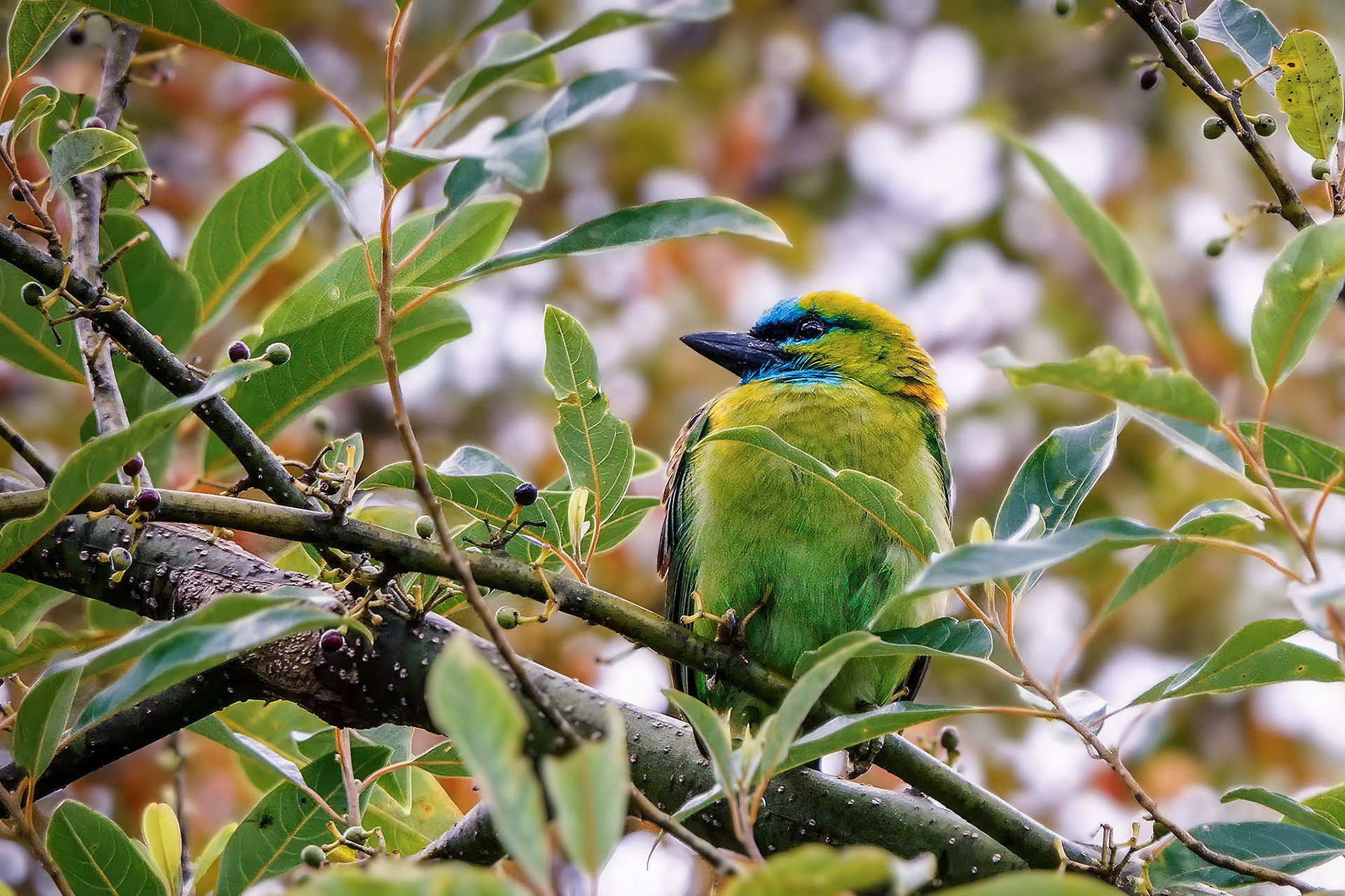 Prachtbartvogel