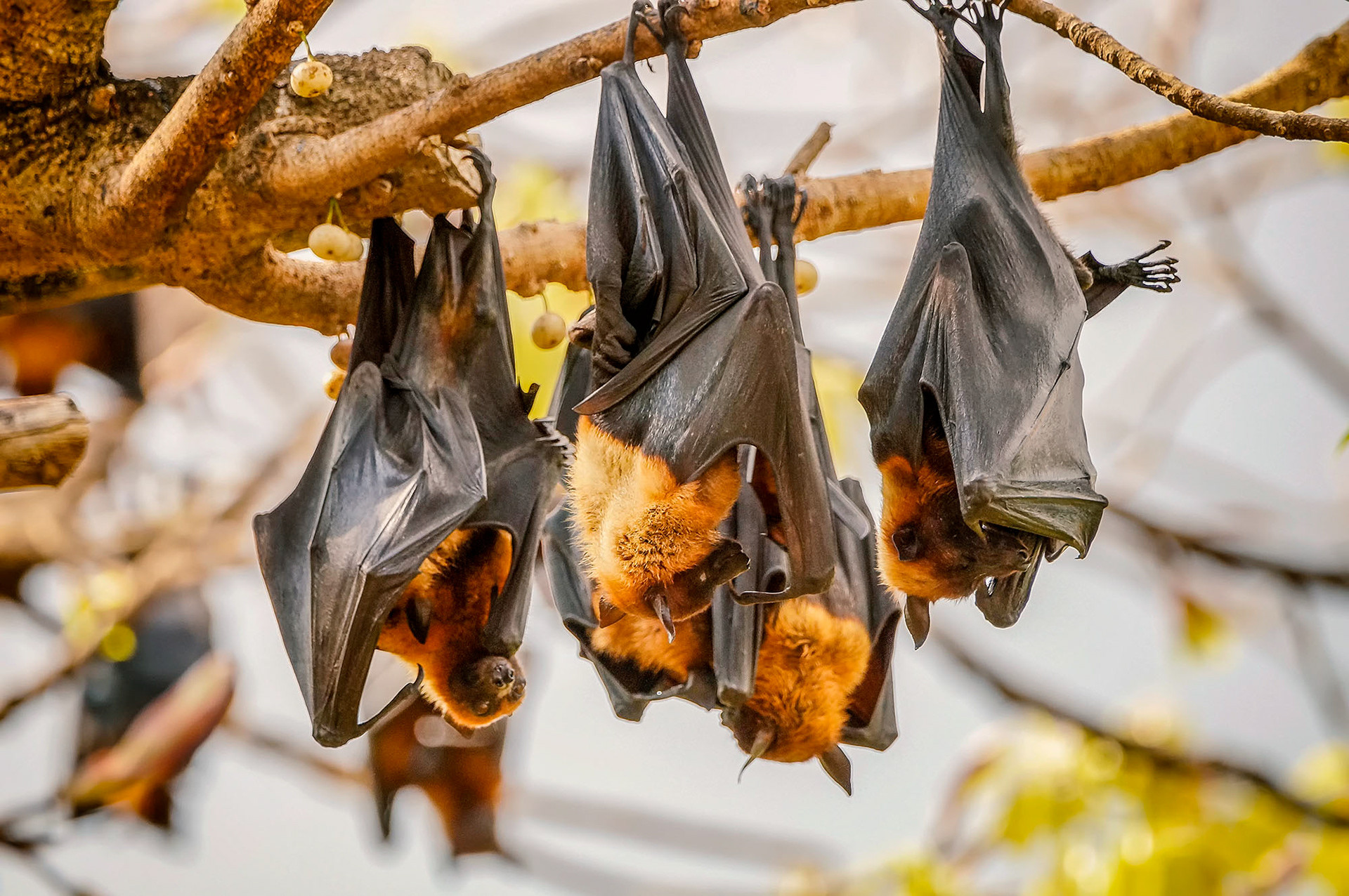 Pteropus (Flughund)