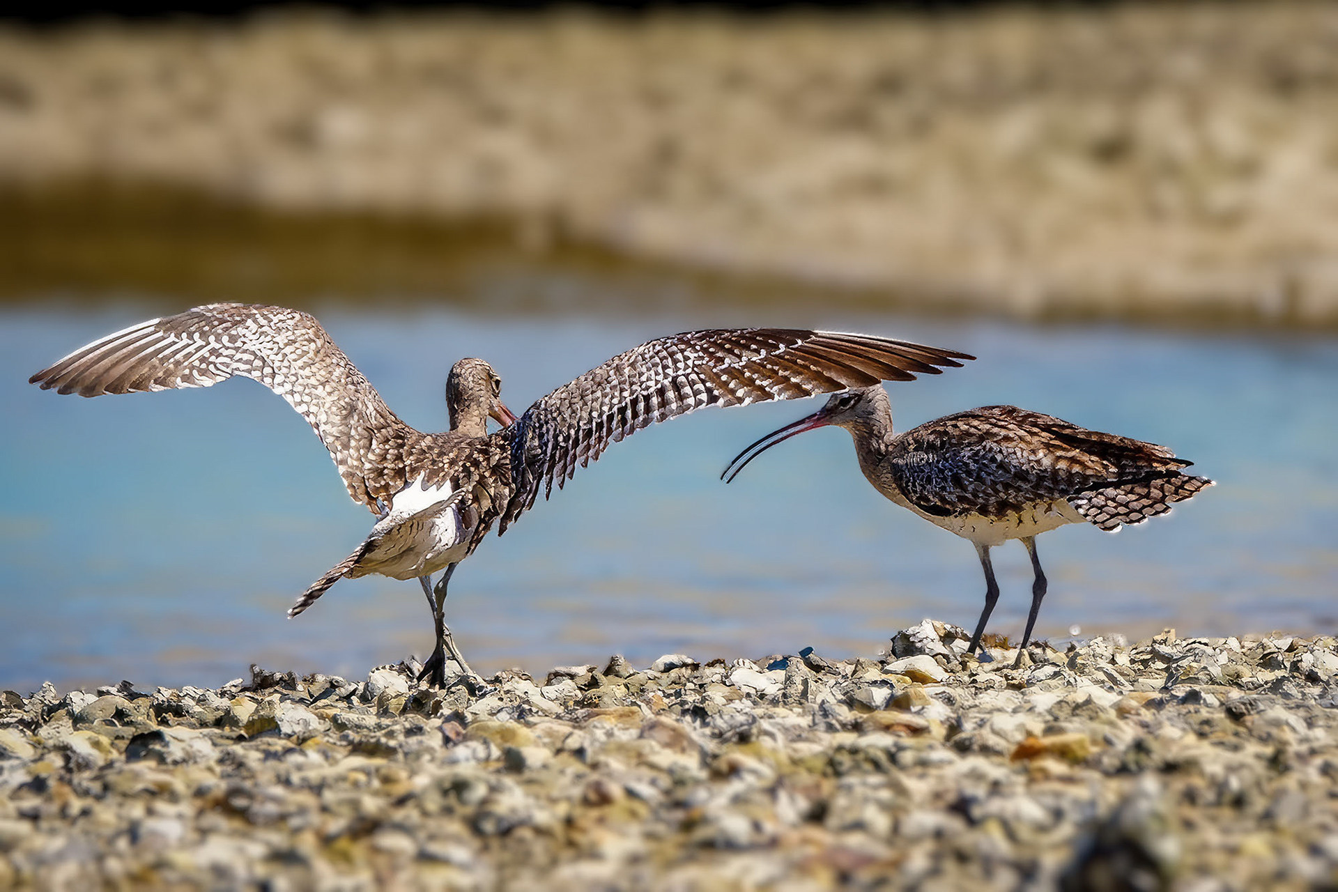 Regenbrachvogel