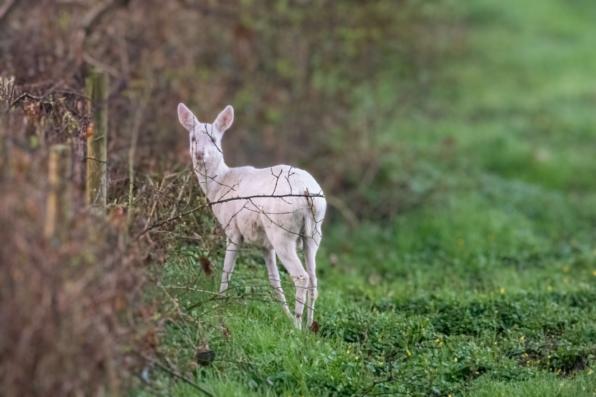 Albino