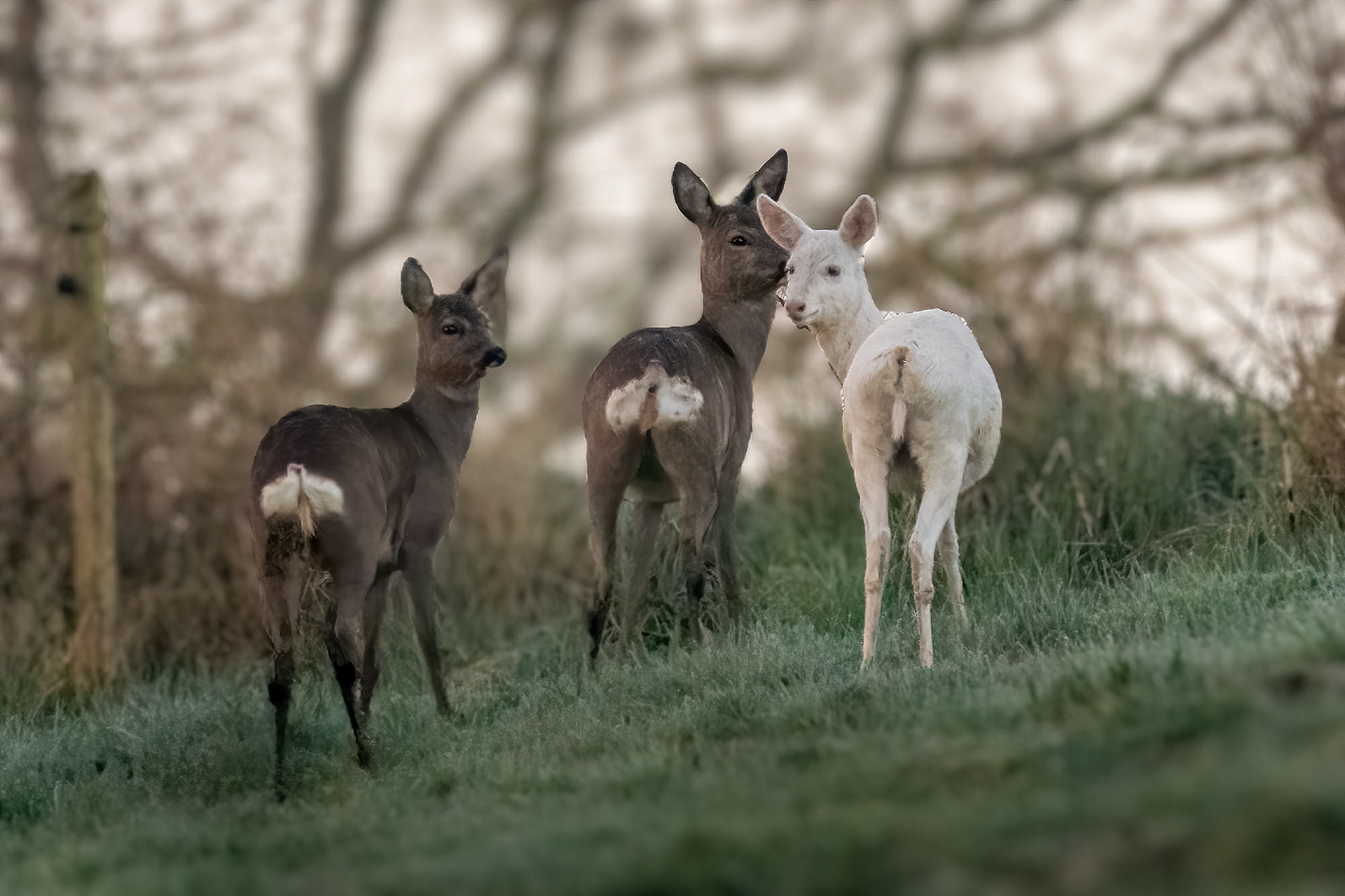 Rehfamilie mit Albino