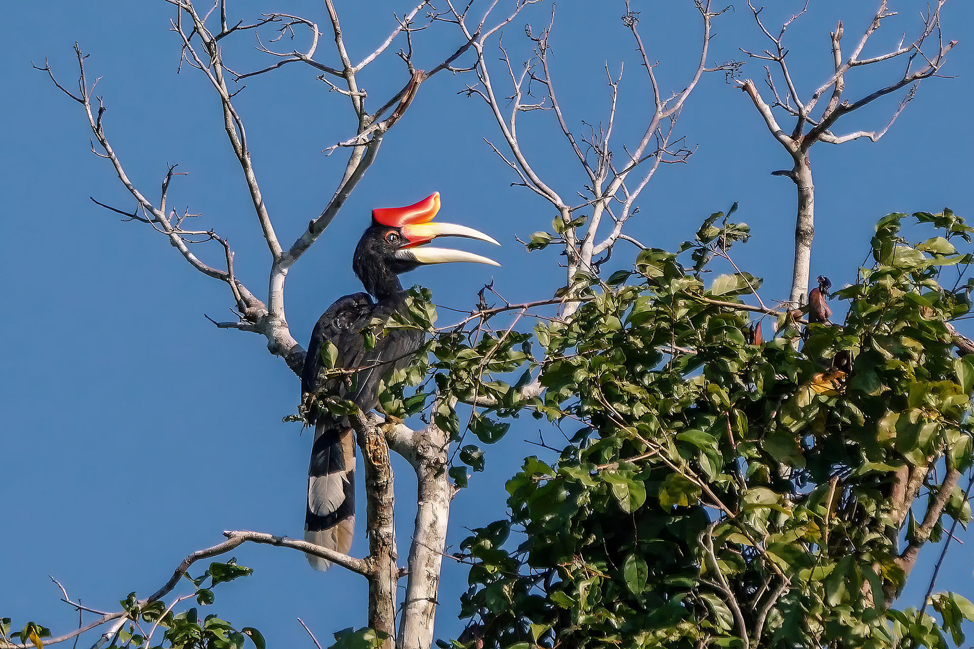 Rhinozerosvogel