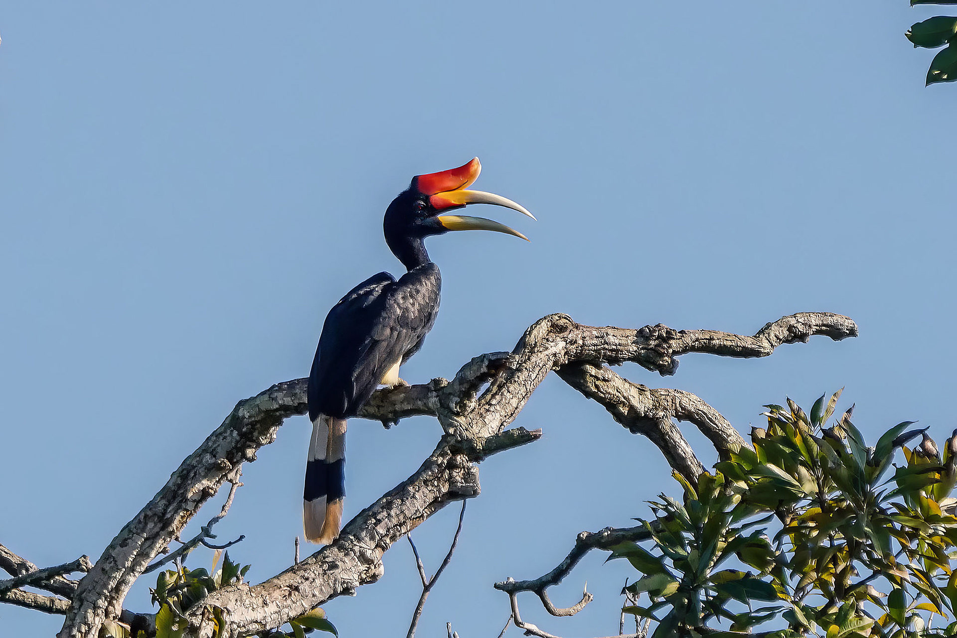 Rhinozerosvogel
