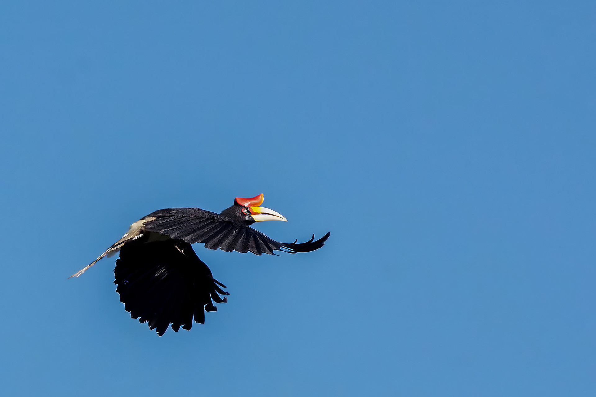 Rhinozerosvogel