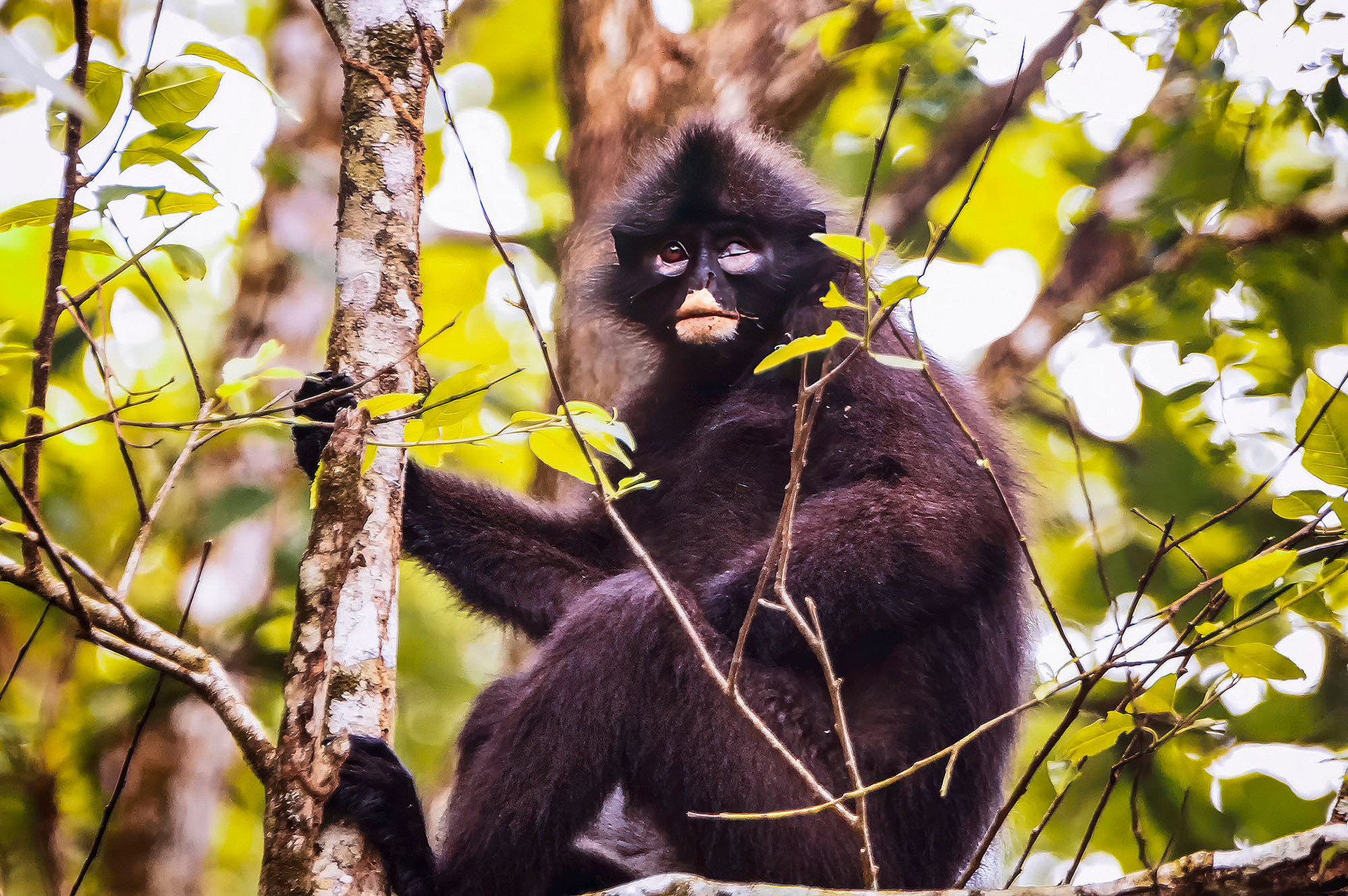 Robinsons Bindenlangur