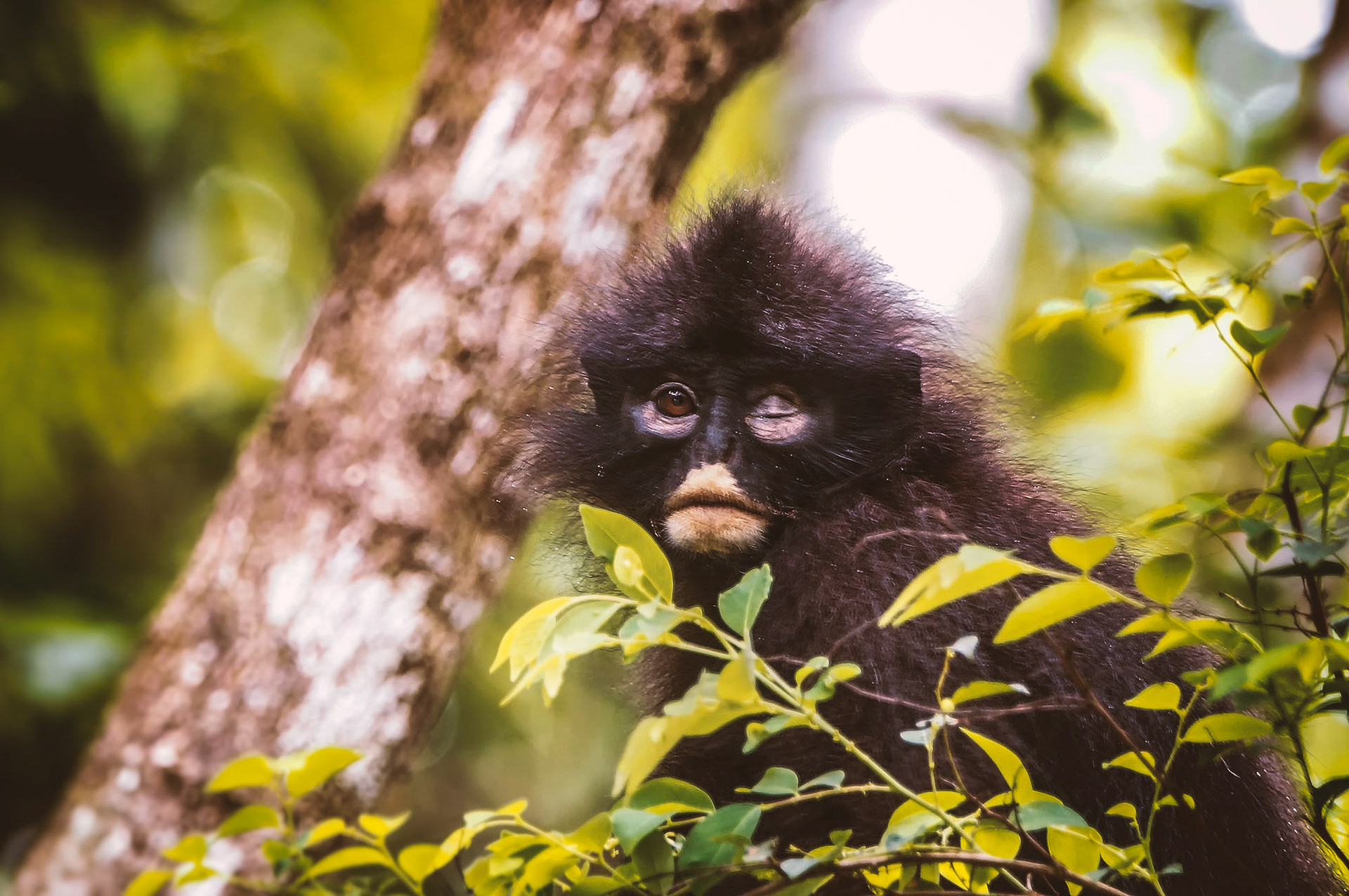 Robinsons Bindenlangur